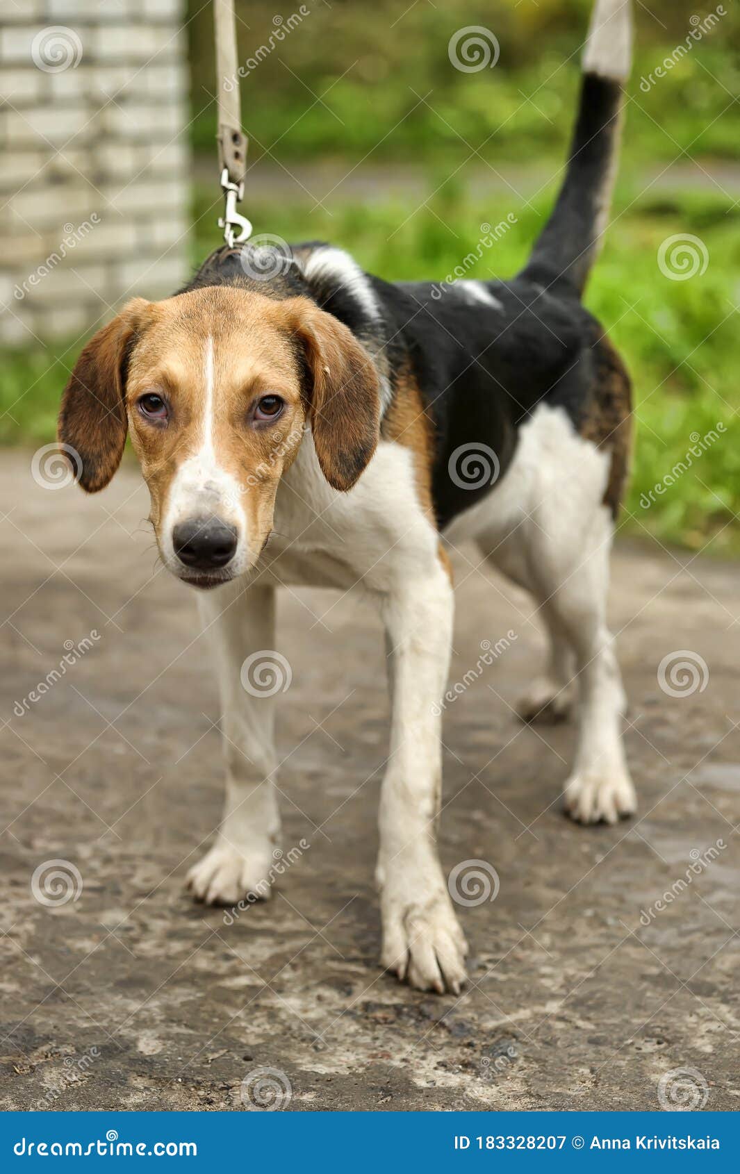 red and white coonhound