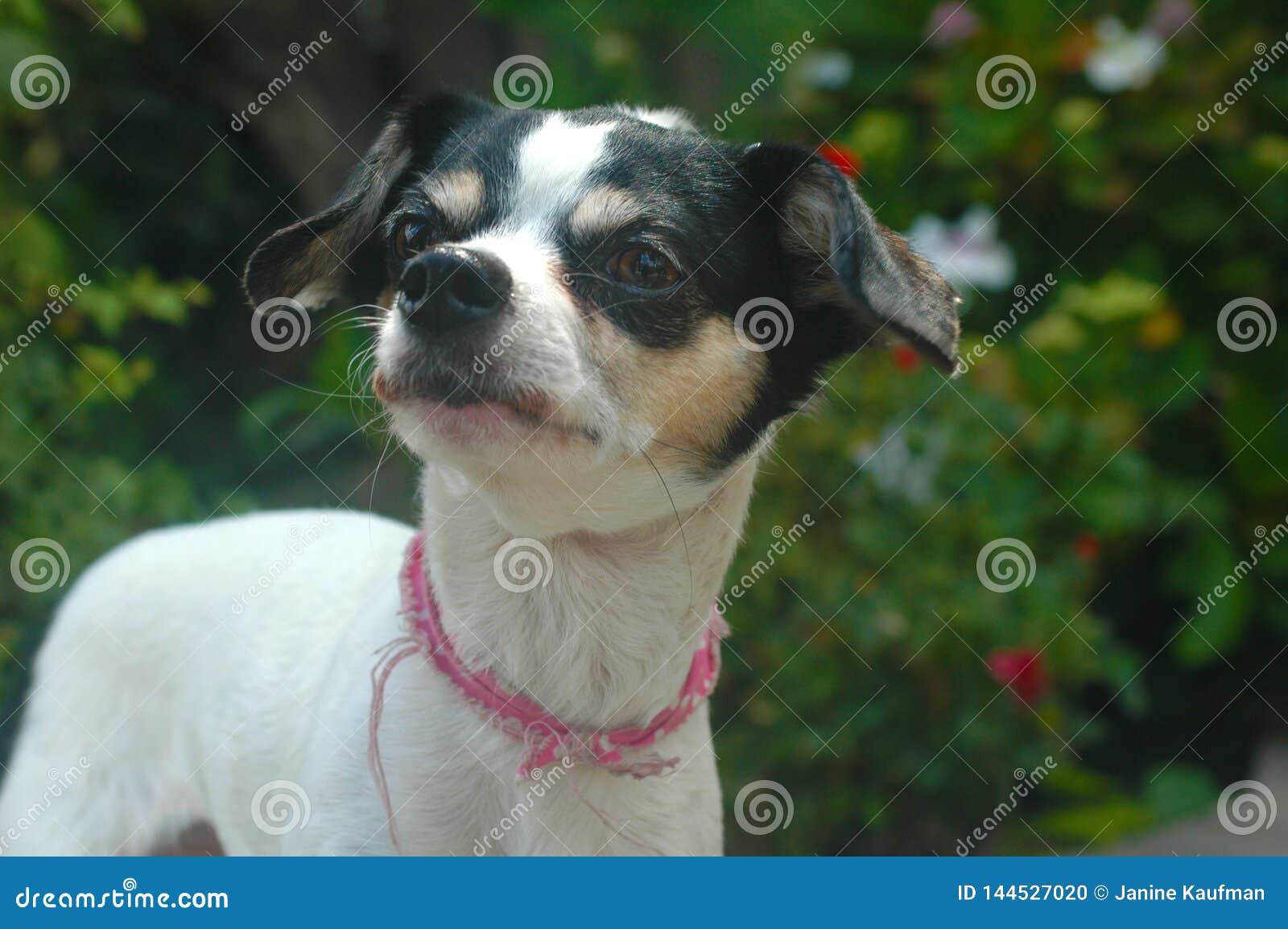 White And Black Short Smooth Haired Female Chihuahua Look Left