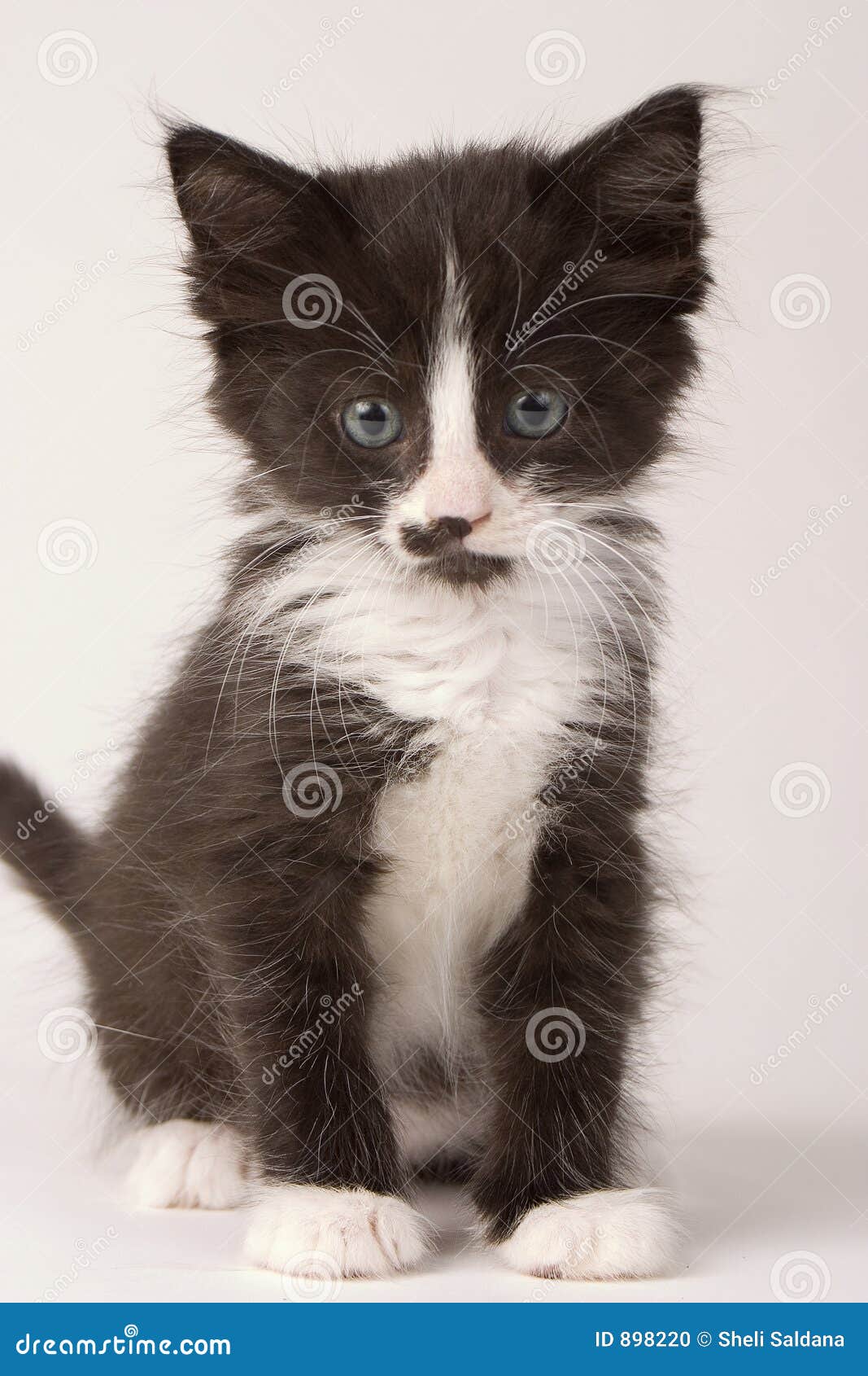 White Black Soft Furry Kitten One Stock Photo Image of delightful, animal 898220