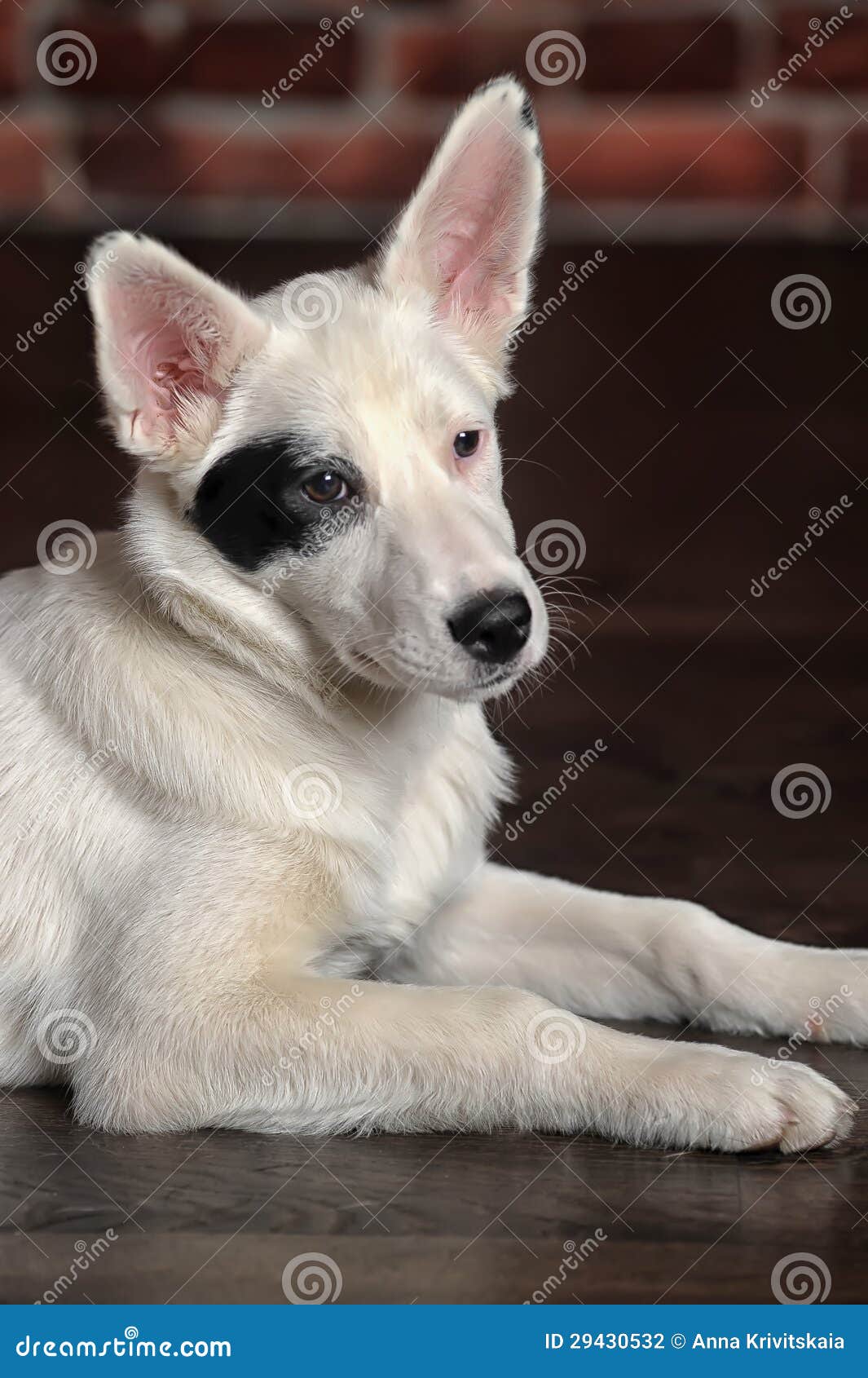 White black spots puppy stock photo. Image of full, great 29430532