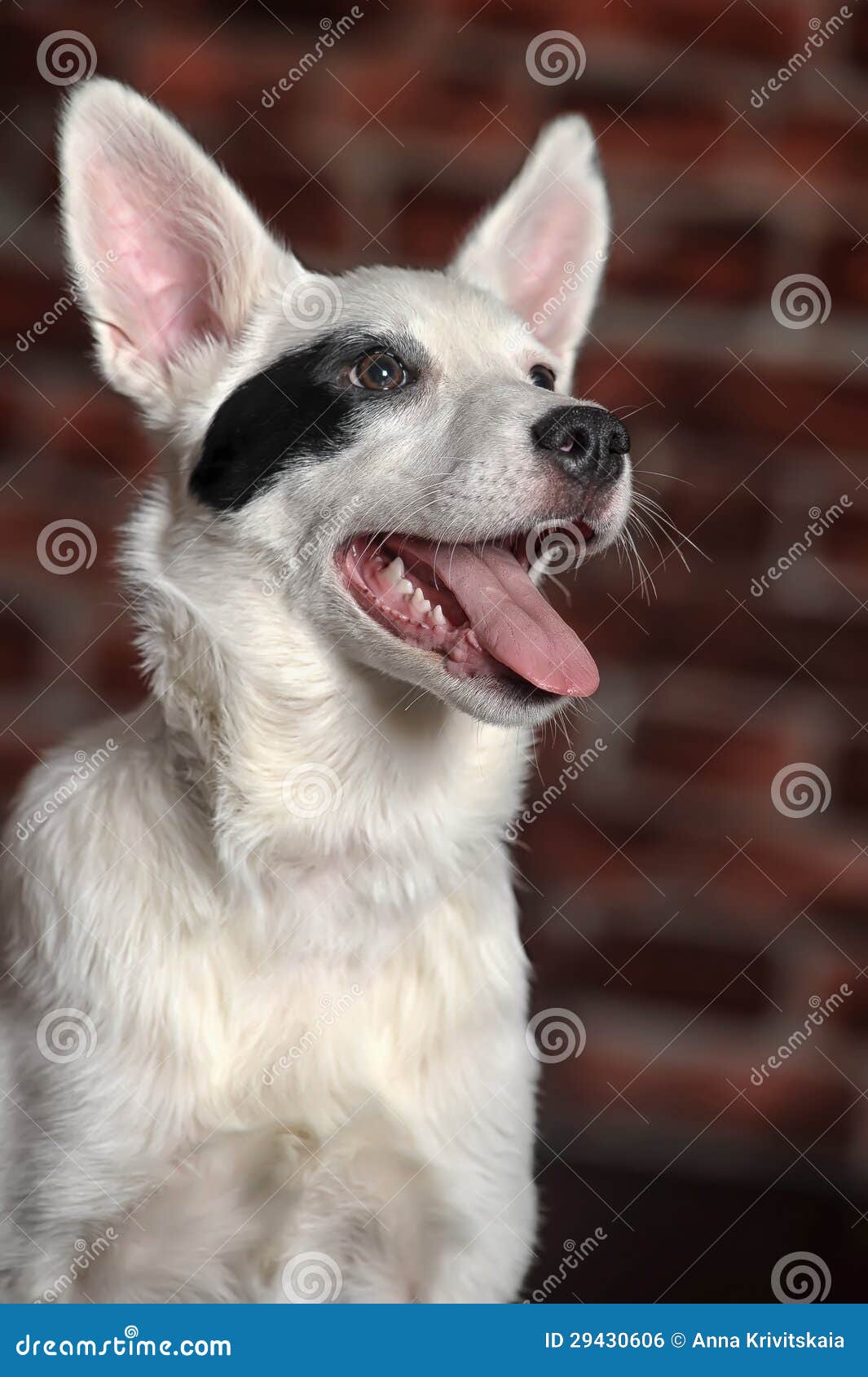 White black spots puppy stock photo. Image of floppy 29430606
