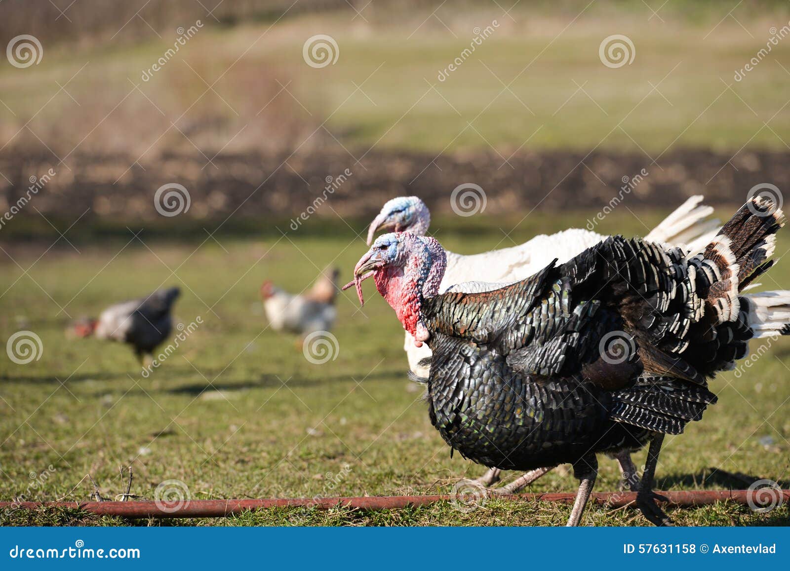 White and Black Turkeys Running in Barnyard Stock Photo Image of