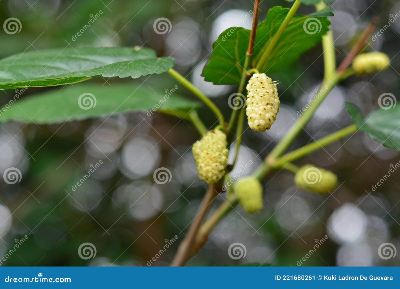 white blackberries on the branches of a mulberry tree