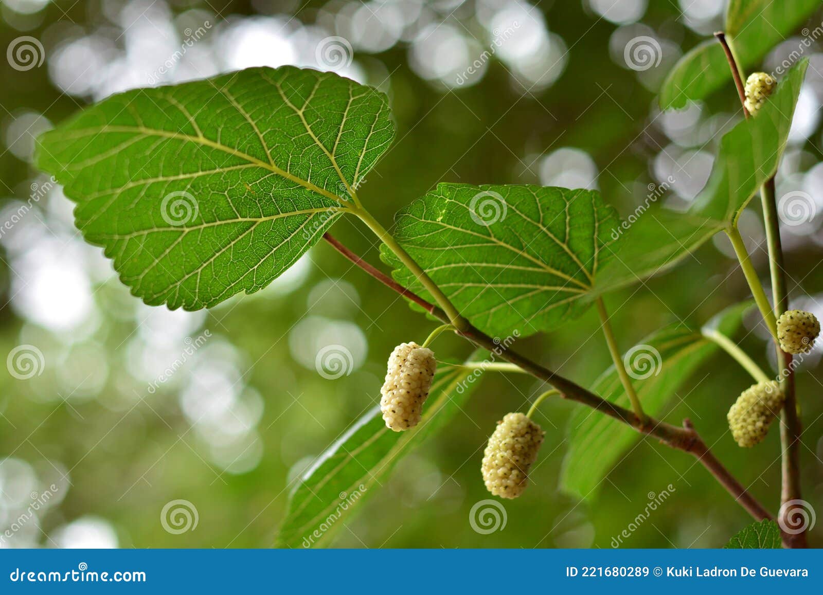 white blackberries on the branches of a mulberry tree