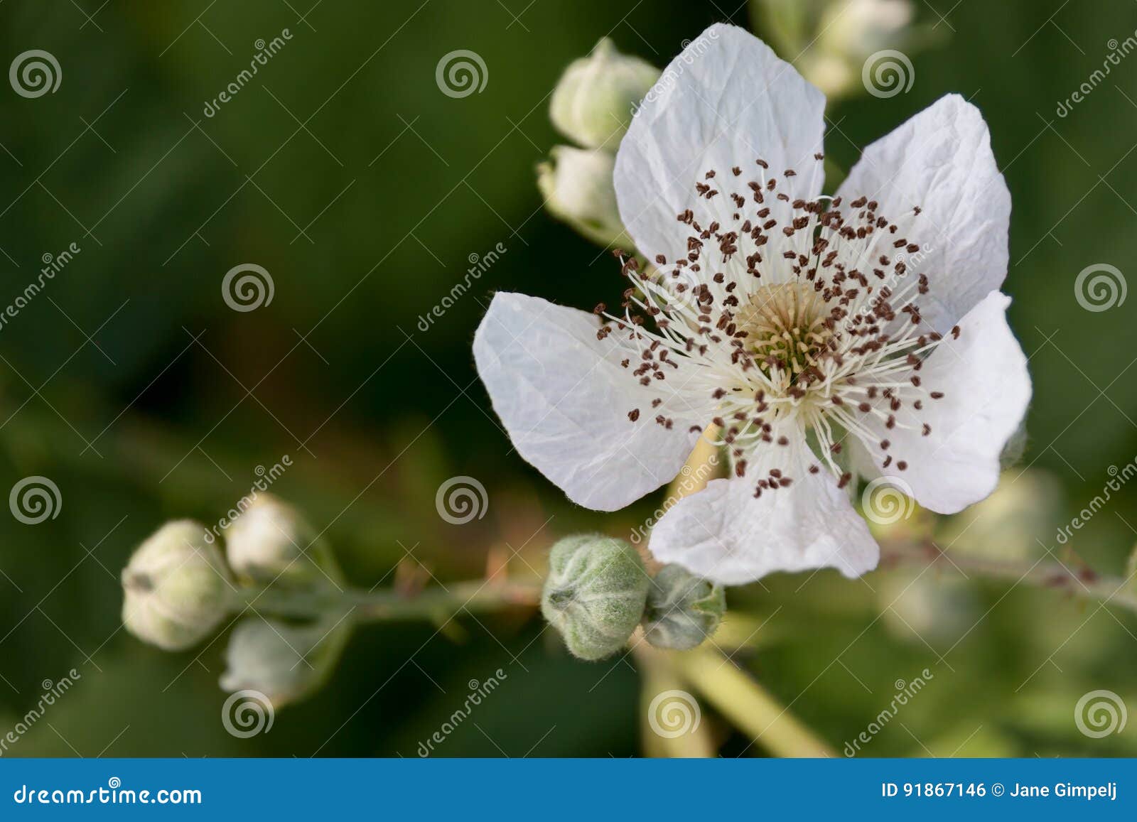 White Blackberry Flower stock photo. Image of outdoors 91867146