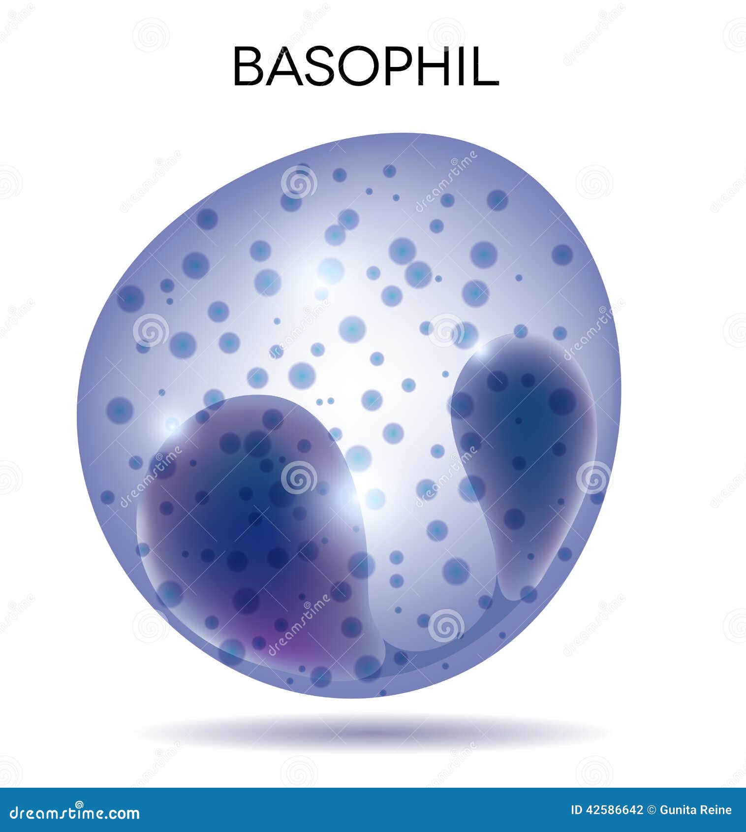 Basophil Cartoons, Illustrations & Vector Stock Images - 118 Pictures