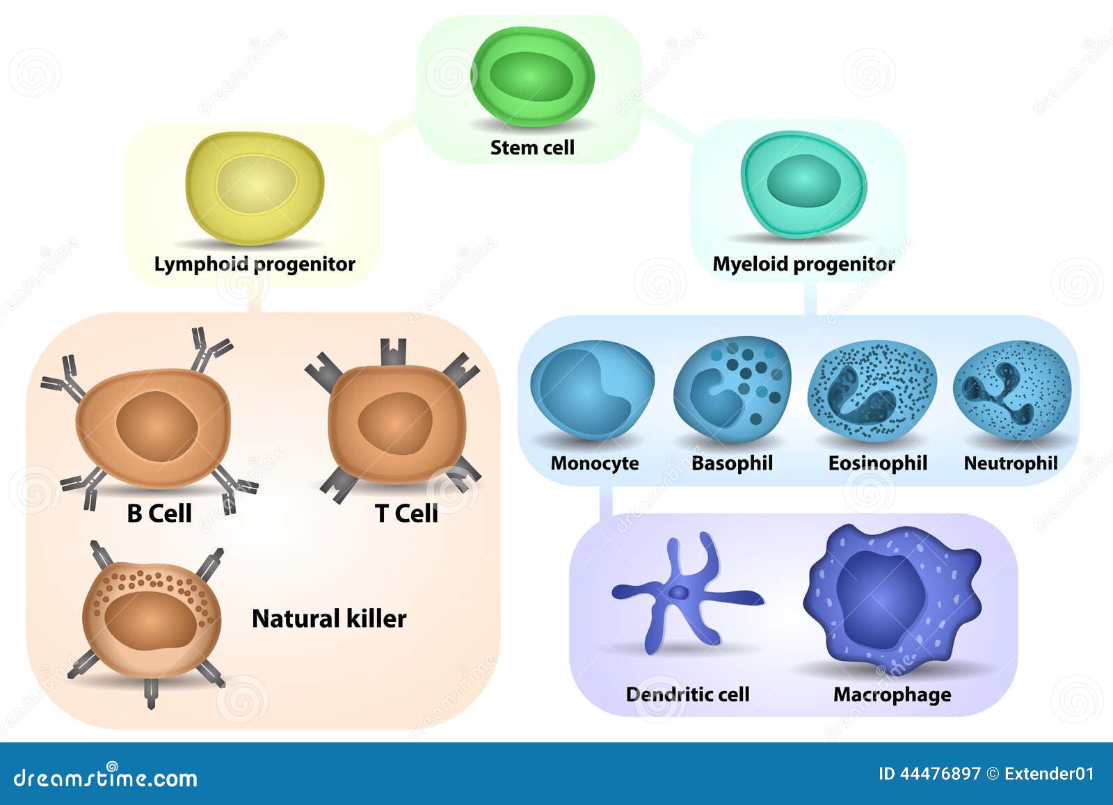 White Blood Cell Formation Stock Illustration - Image ... human dendritic cells diagram 