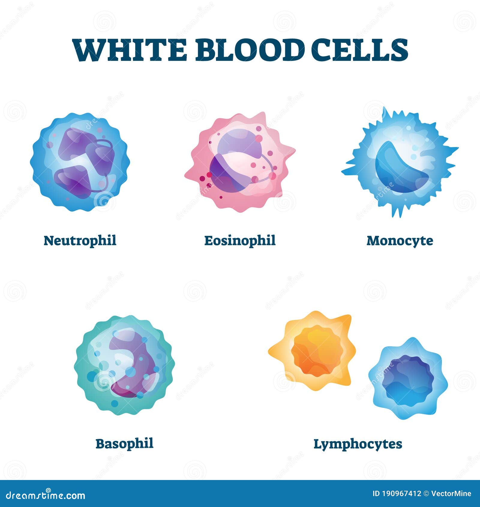 White Blood Cells Flow Chart