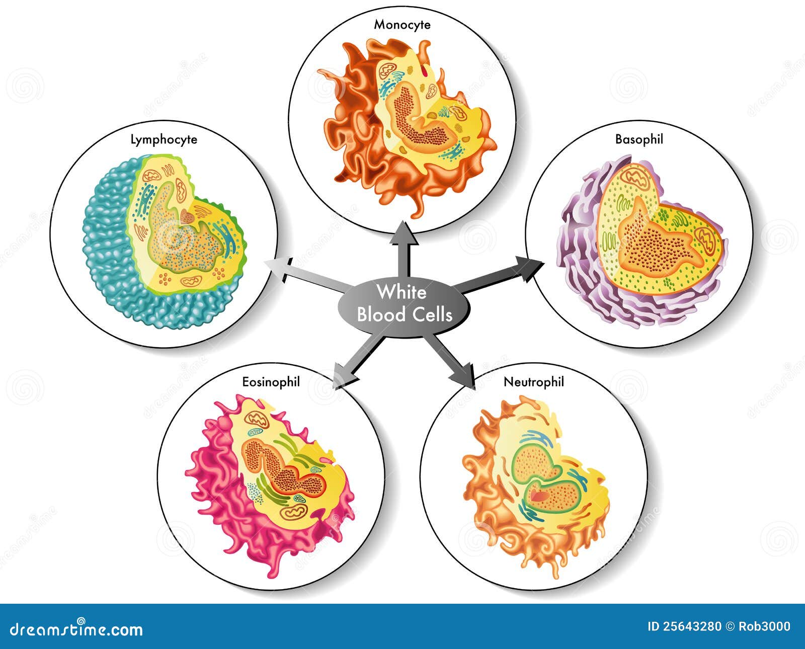 white blood cells