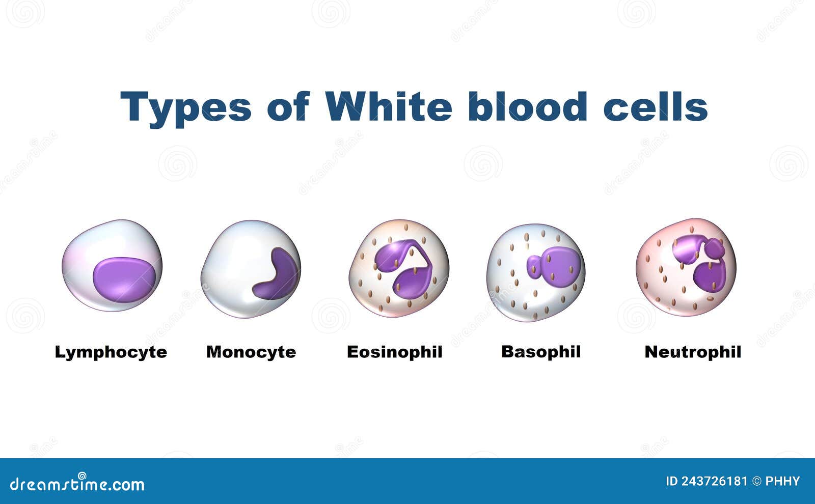 White Blood Cells Leukocytes Stock Vector Illustration of circle White Blood Cells Leukocytes Stock Vector Illustration of circle