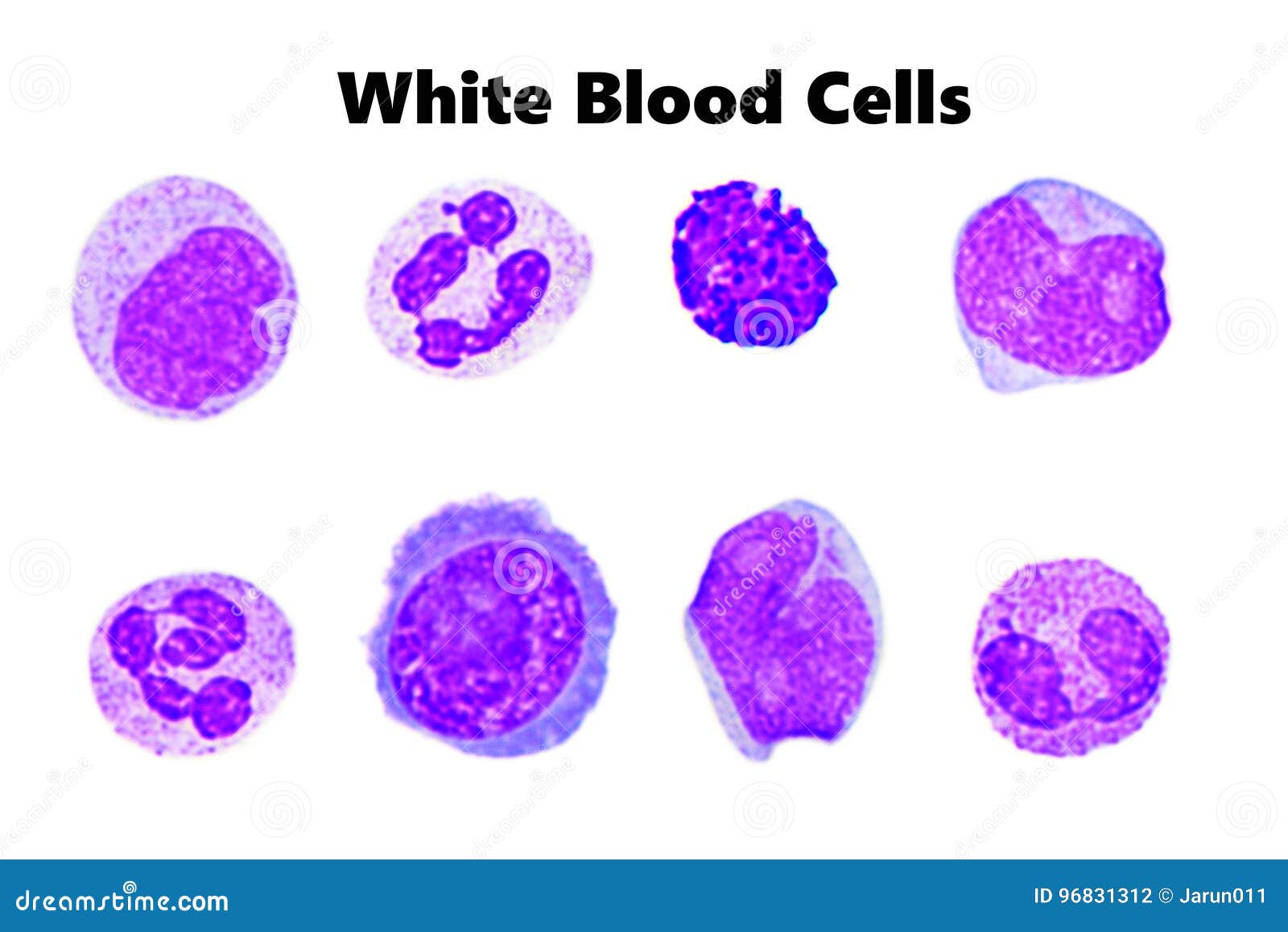 White Blood Cells Stock Photo Image Of Basophil Research 96831312