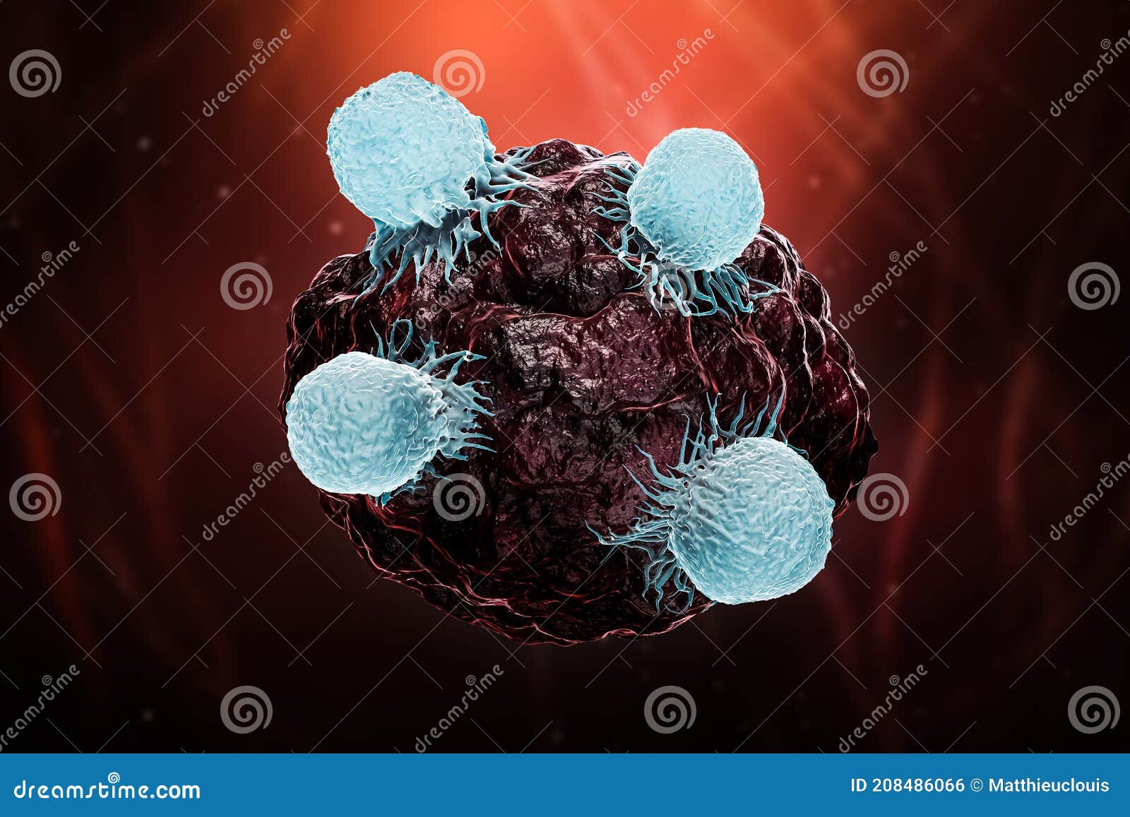 white blood cells or t lymphocytes or natural killer t attack a cancer or tumor or infected cell 3d rendering .