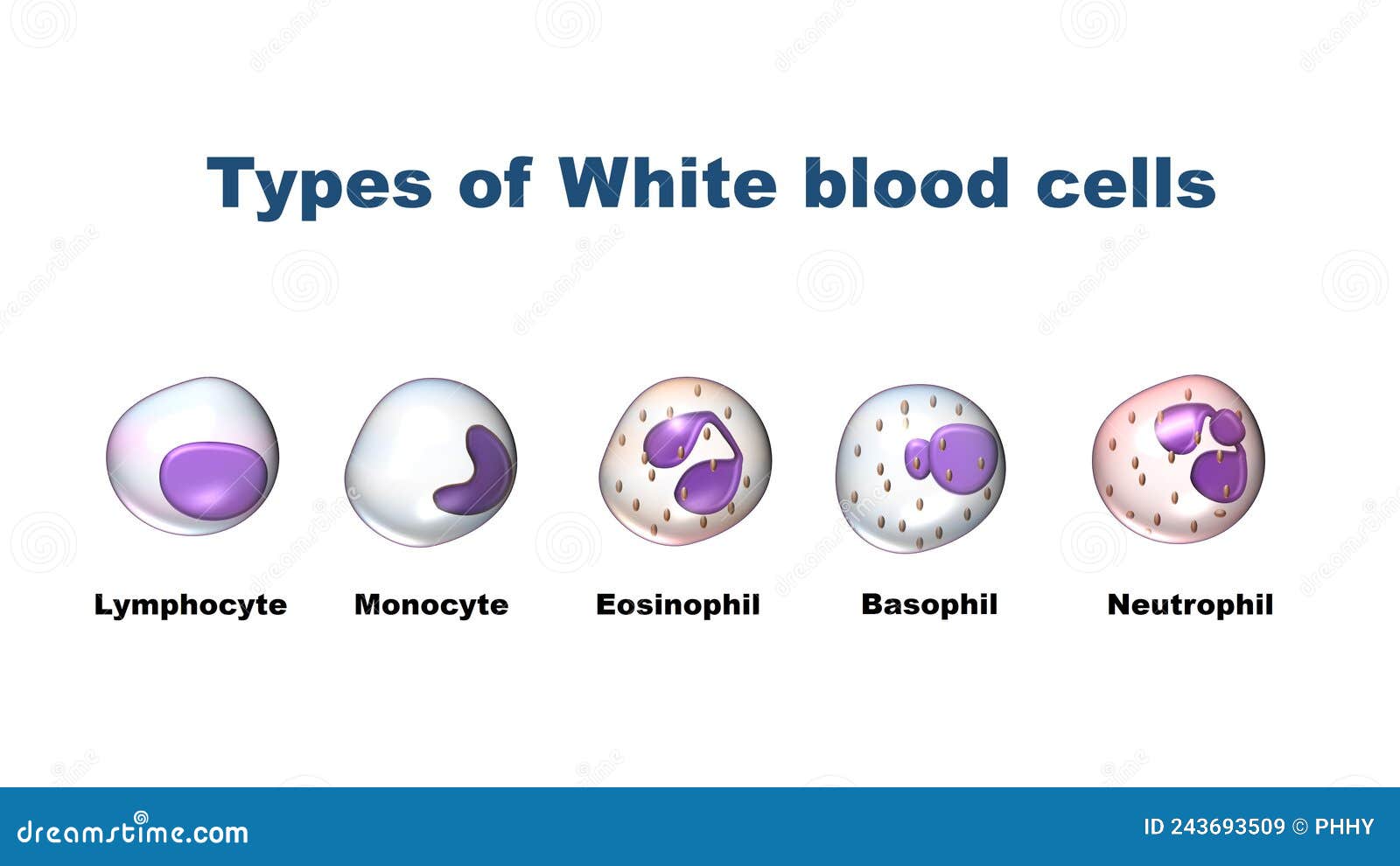 white blood cells, leukocytes types
