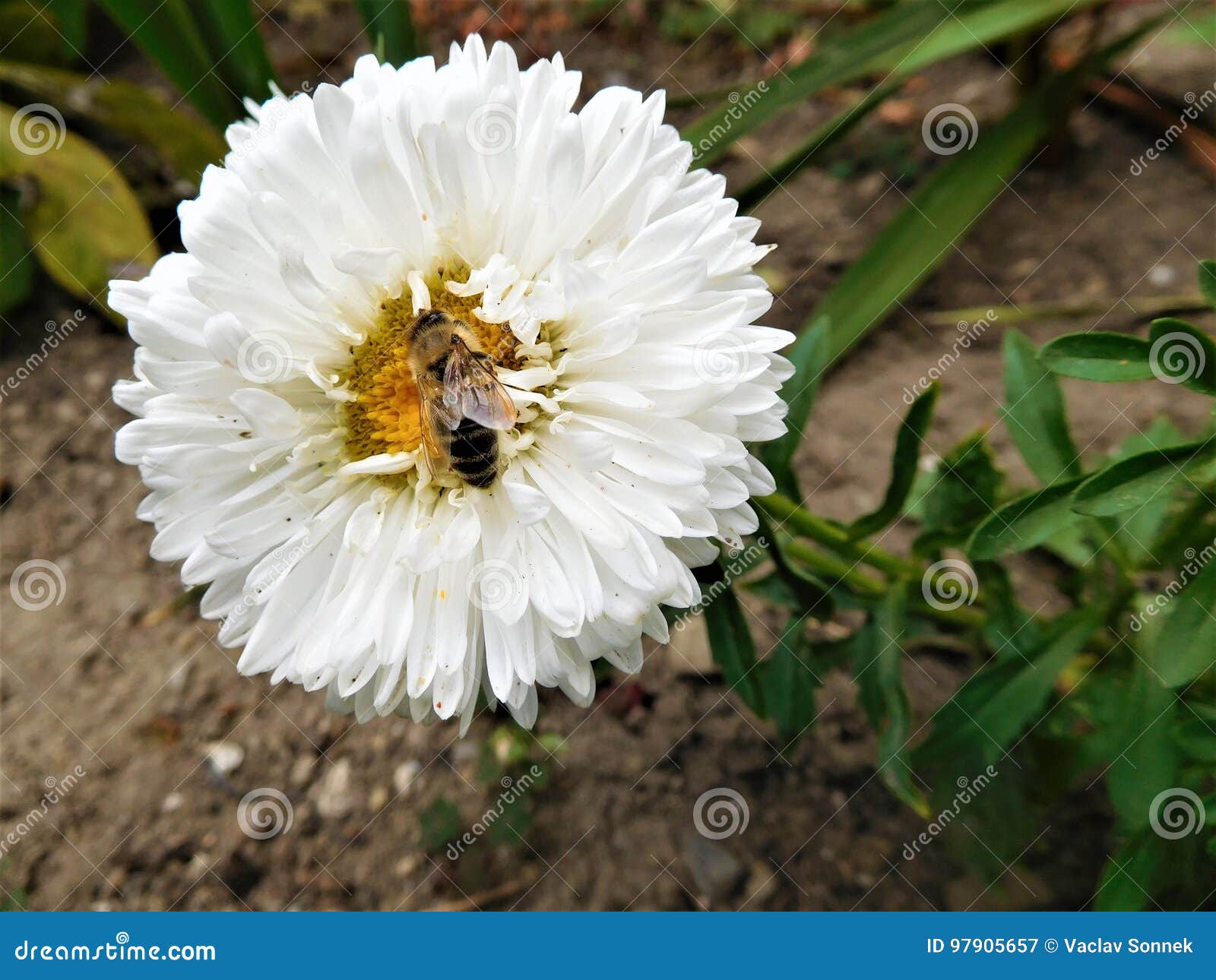 bloom and bee bloom and bee