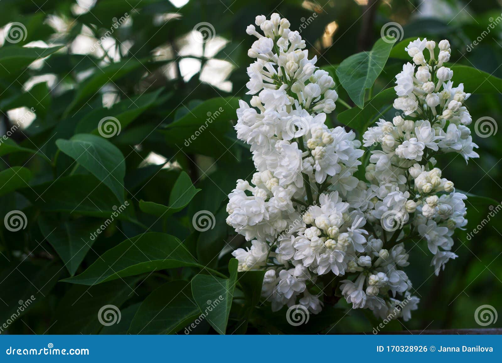 White Blooming Lilac with Petals of an Unusual Shape Stock Photo