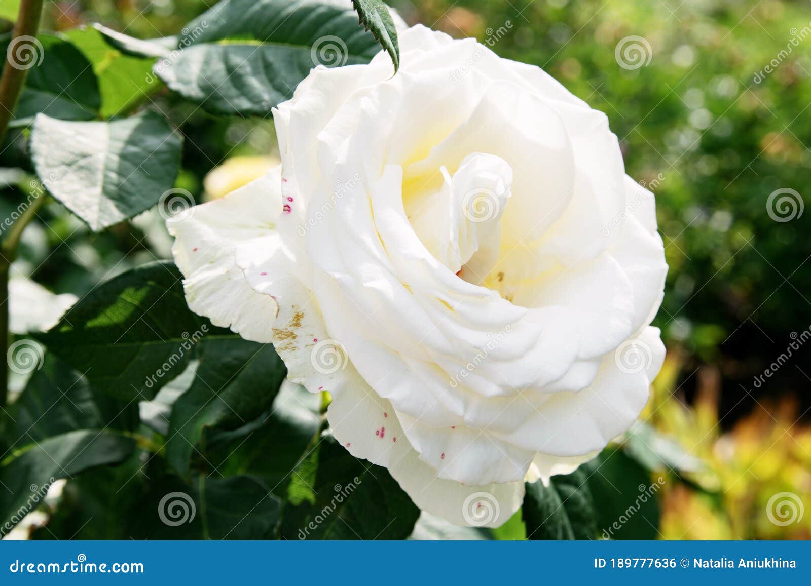 White Blooming Rose on a Bush in the Garden Under the Sun Stock Photo