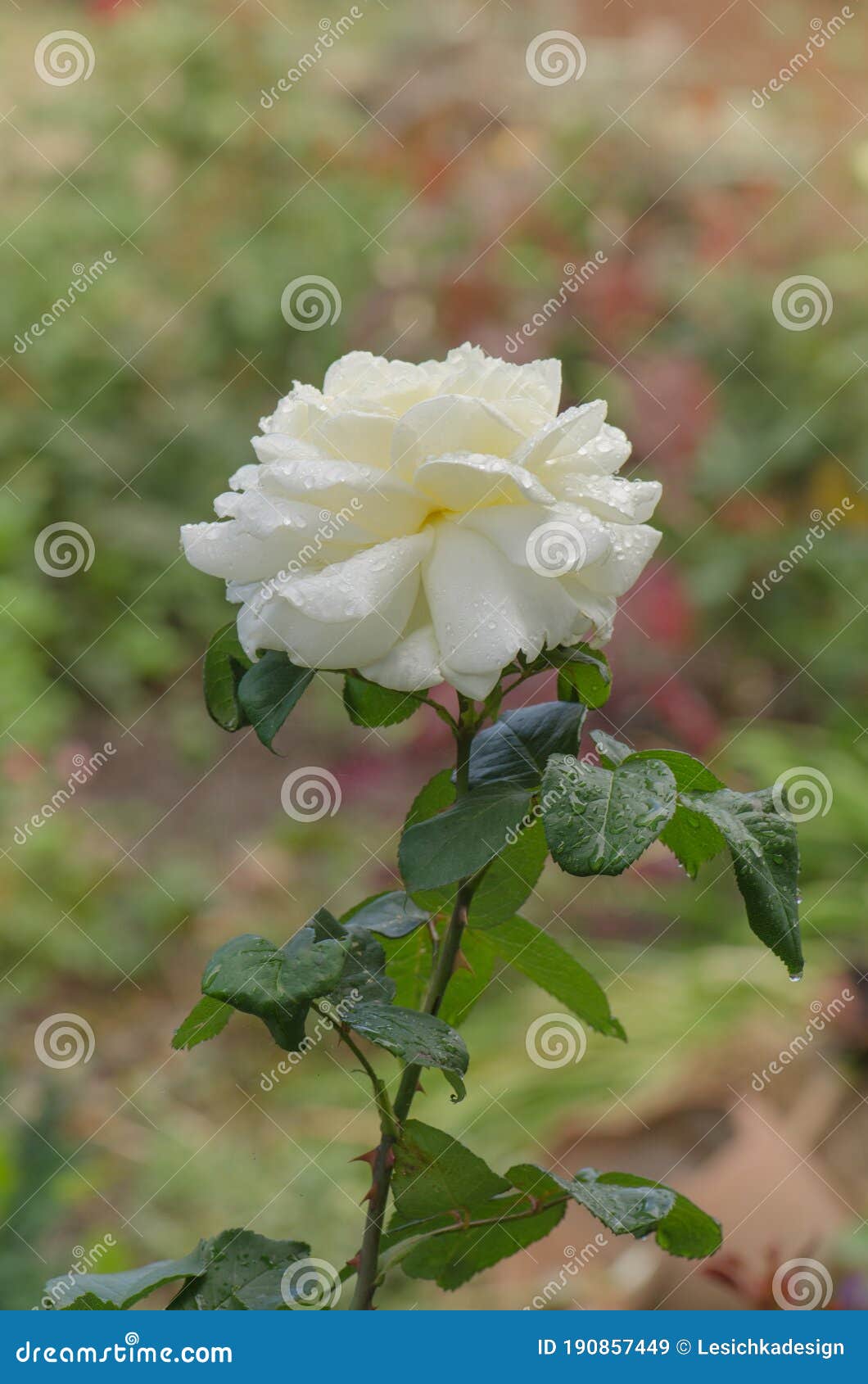 White Blooming Roses on the Bush in Rose Garden Stock Image Image of