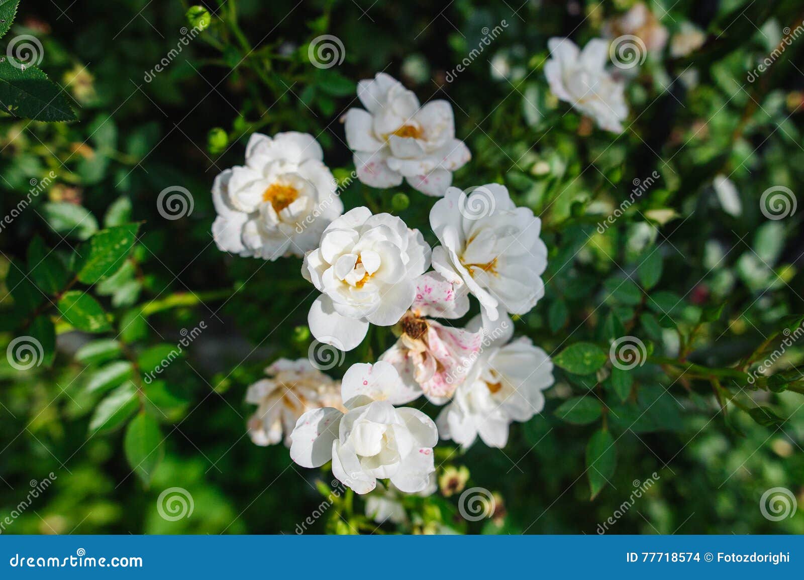 White blooming roses stock photo. Image of rose, enviroment 77718574