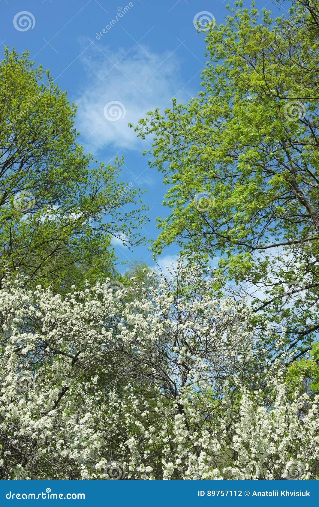 White blossom apple tree stock photo. Image of flower 89757112