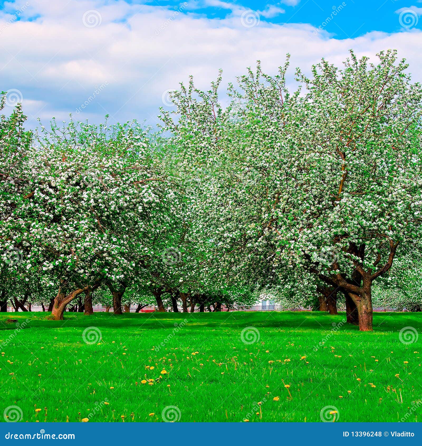 White Blossom of Apple Trees Stock Photo Image of blooming, path