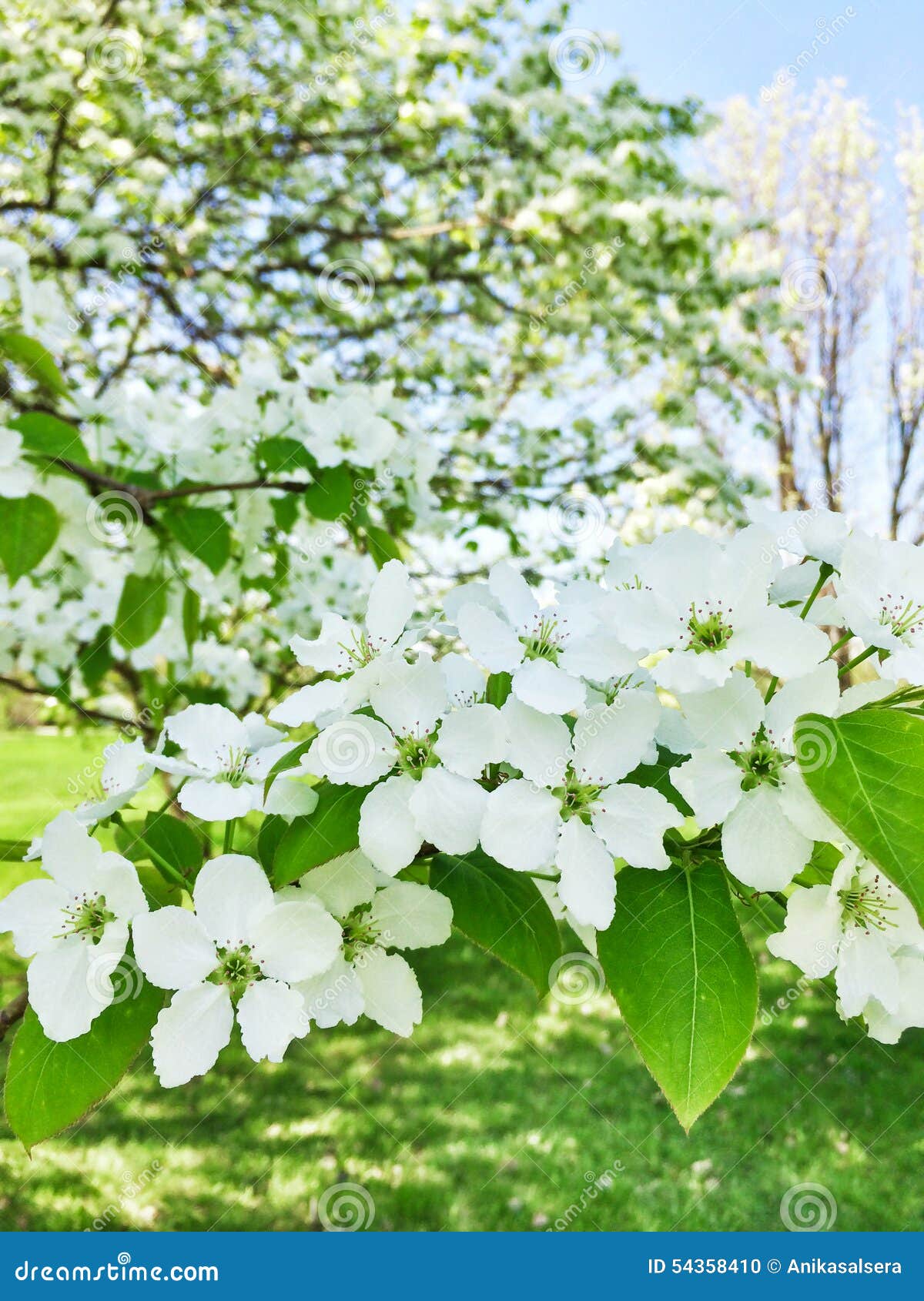 White Blossom of Apple Trees Stock Photo Image of spring, nature