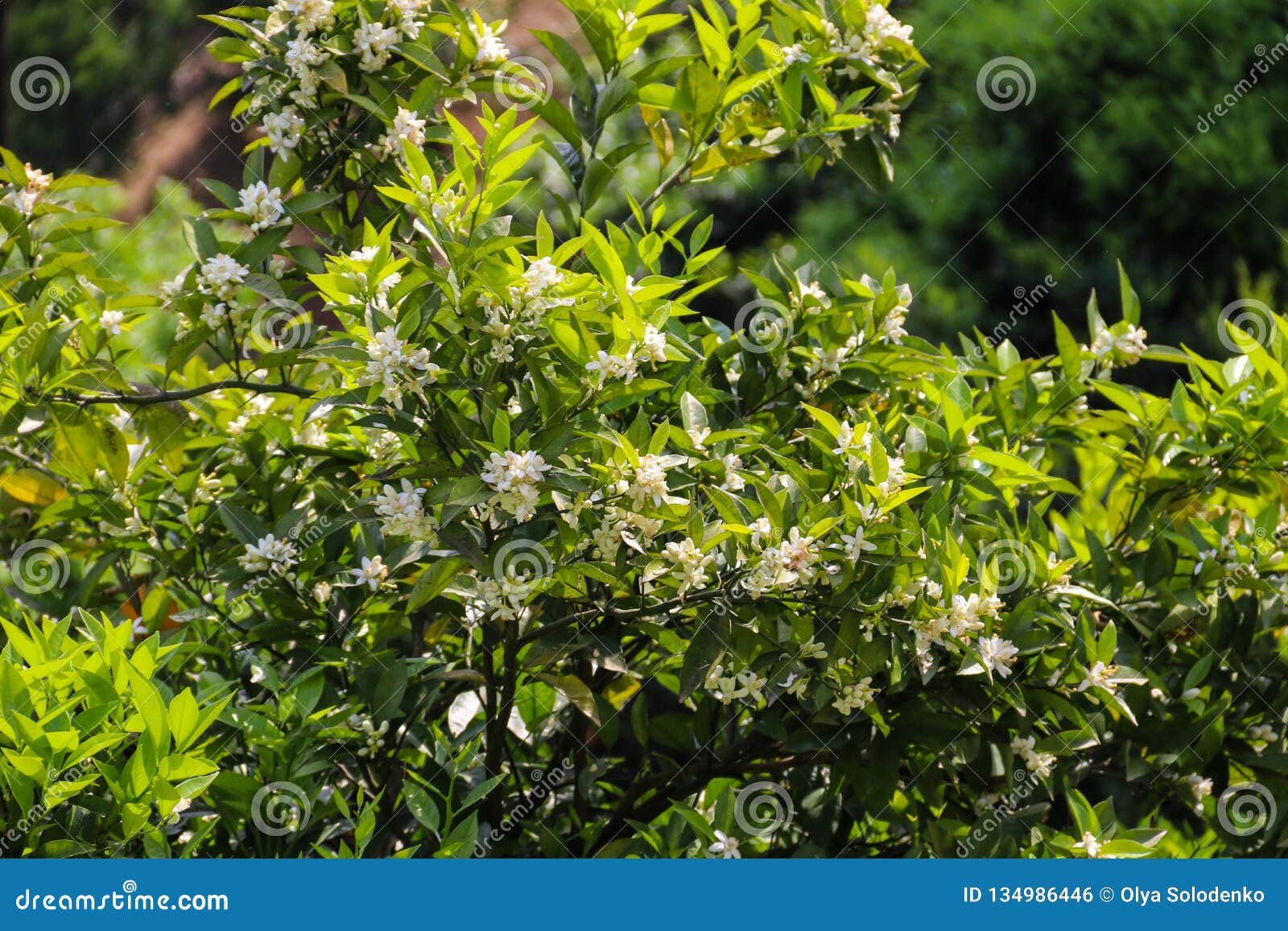 White Blossom of Citrus Tree Closeup Stock Photo Image of