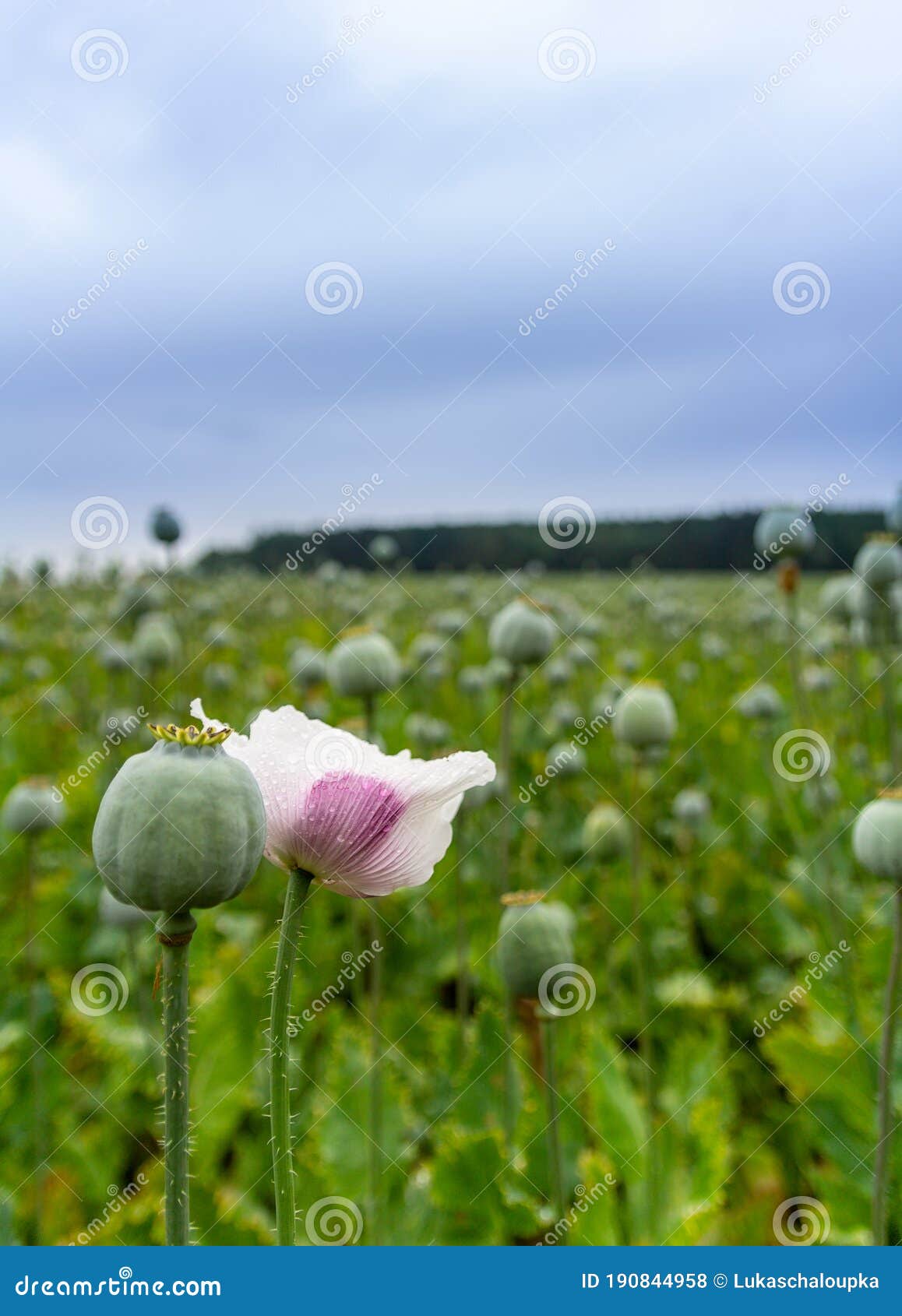 White Blossom of Poppy Seed Flower on Field with Trees and Blue Sky