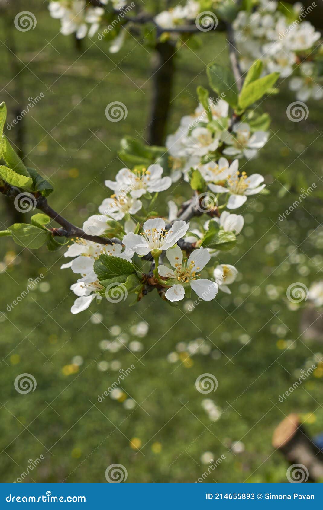 White Blossom of Prunus Domestica Stock Image Image of fresh, bloom
