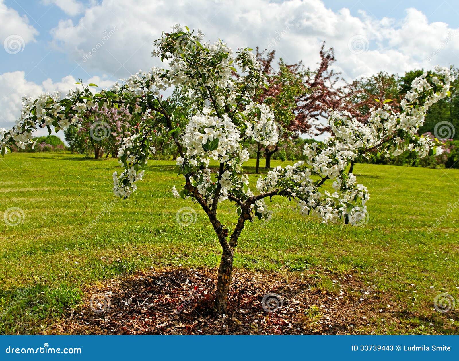 White blossom. stock image. Image of flora, apple, flower 33739443