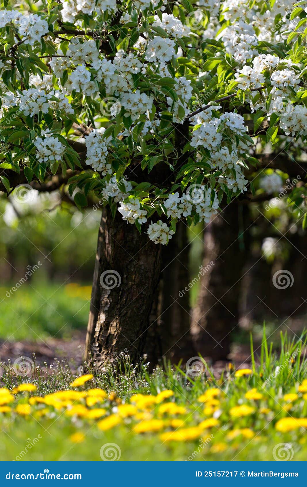 White Blossoming Trees In Spring Stock Image Image Of Landscape