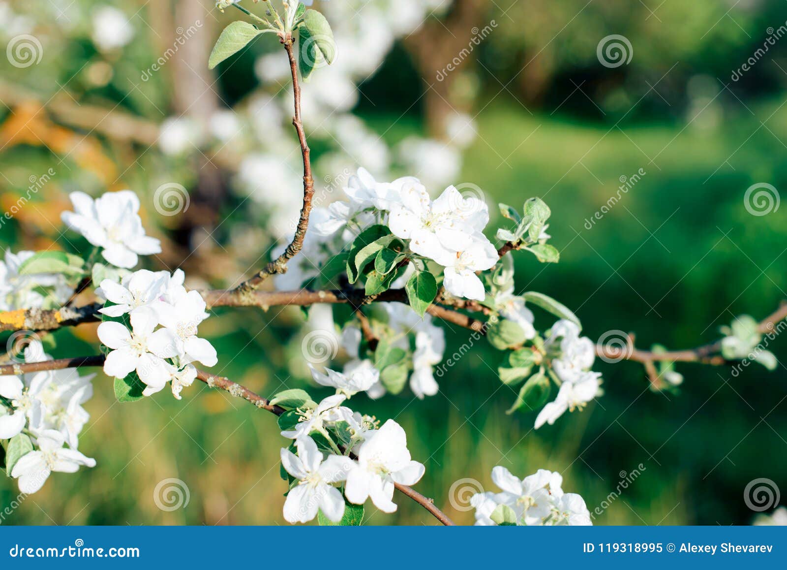 White Blossoms of Apple Tree Closeup Stock Image Image of green
