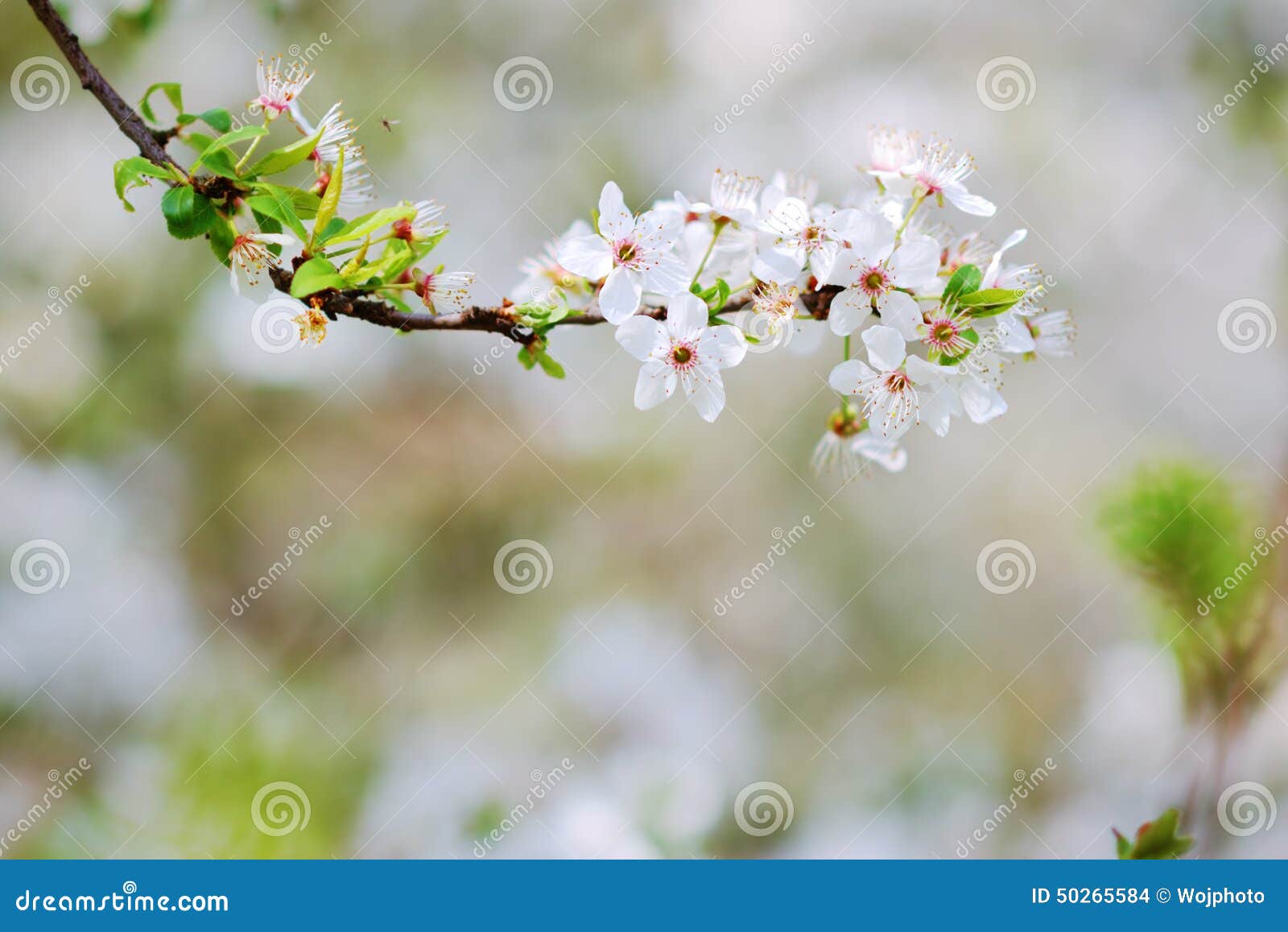 White Blossoms of an Apple Tree in Spring Stock Photo Image of branch