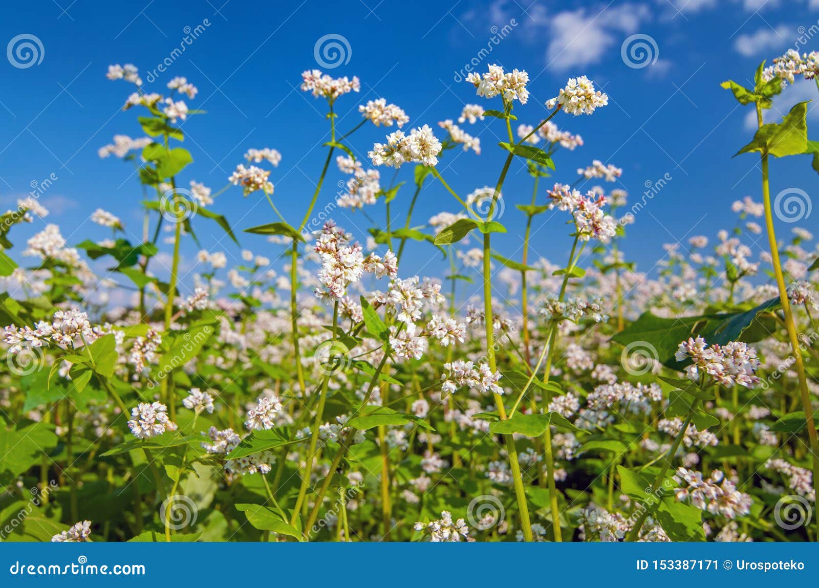 white blossoms of buckwheat plants, growing in a field