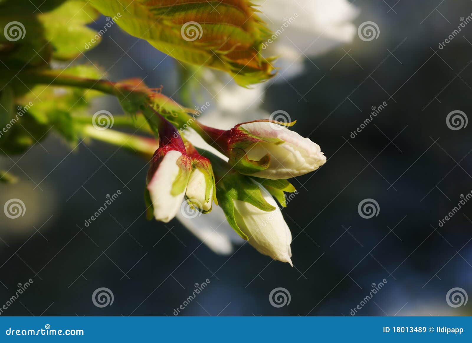 White Blossoms in Spring stock image. Image of sprout 18013489