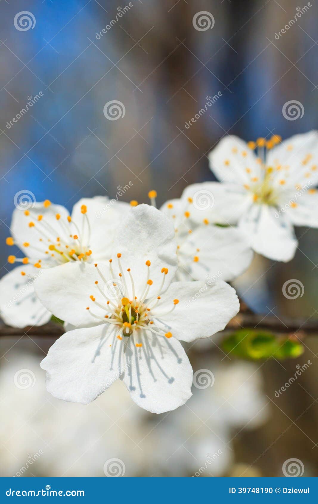 White blossoms in spring stock photo. Image of bright 39748190
