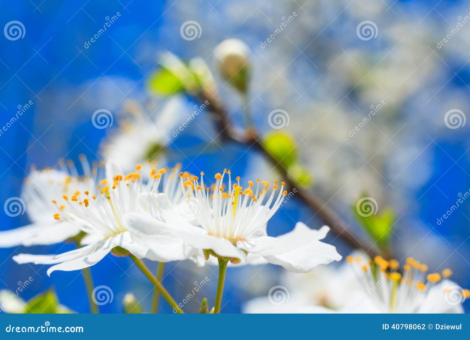 White blossoms in spring stock photo. Image of blossom 40798062