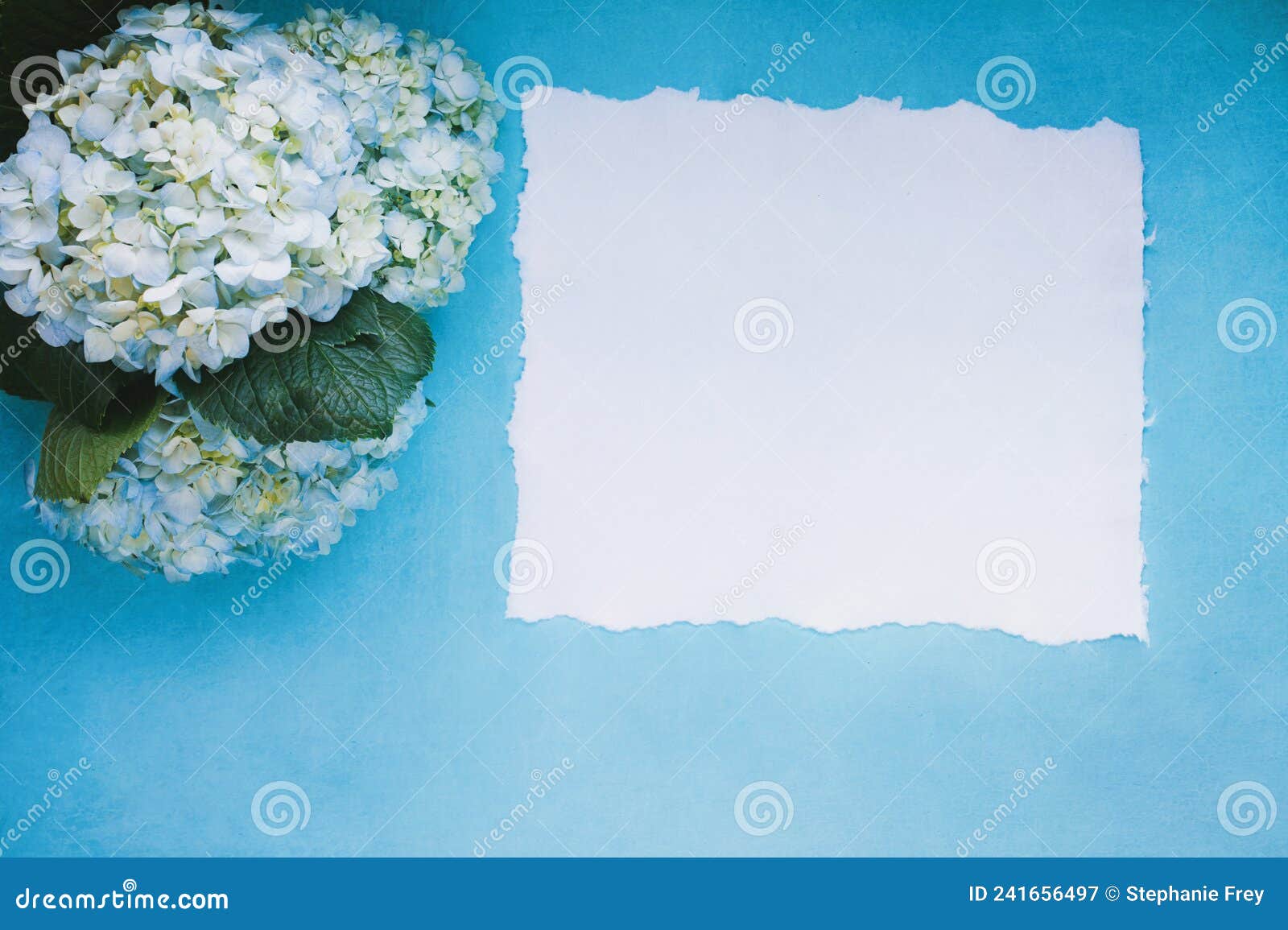 white and blue mophead hydrangeas and paper over a blue background