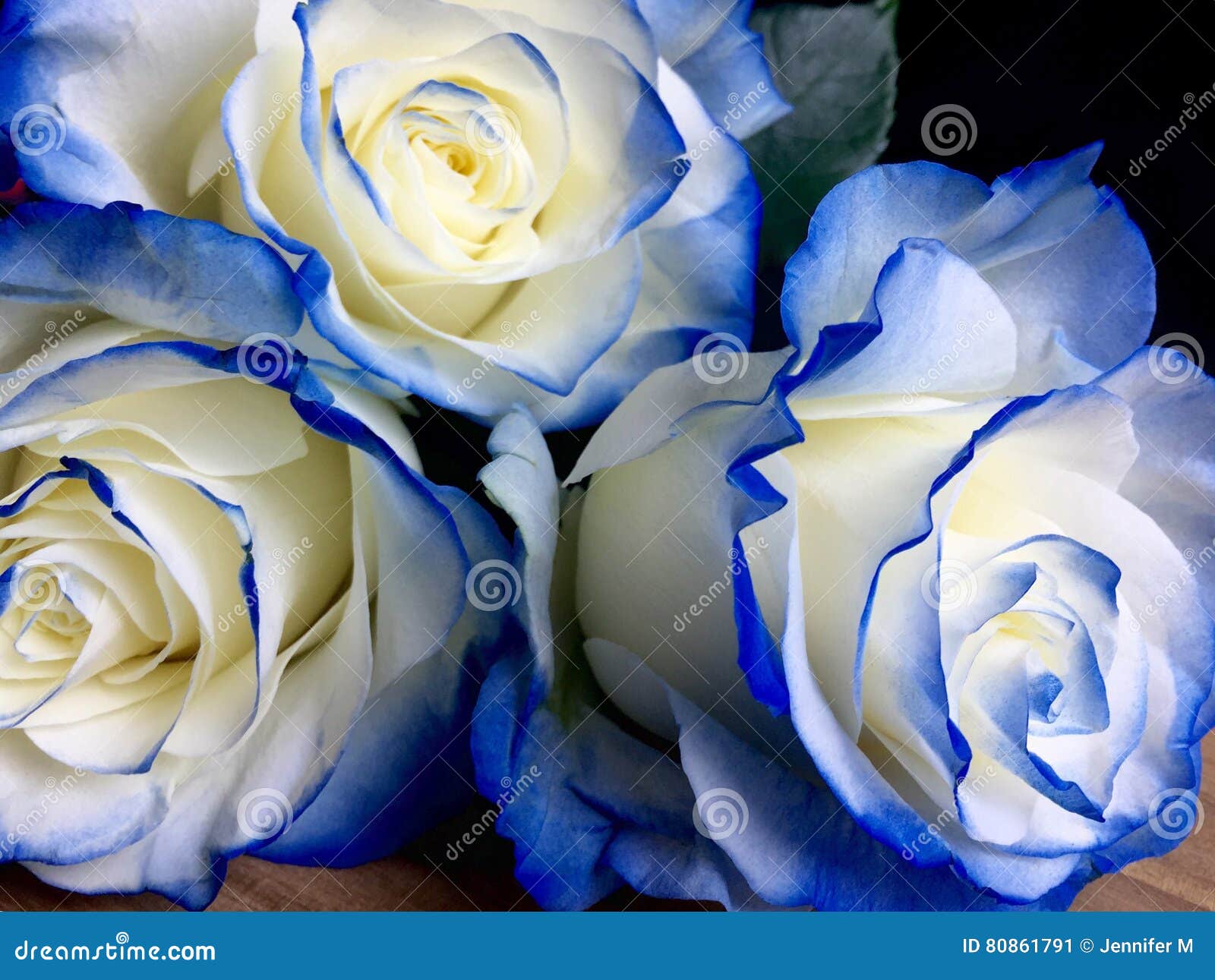 White and blue roses stock image. Image of blue, romance - 80861791