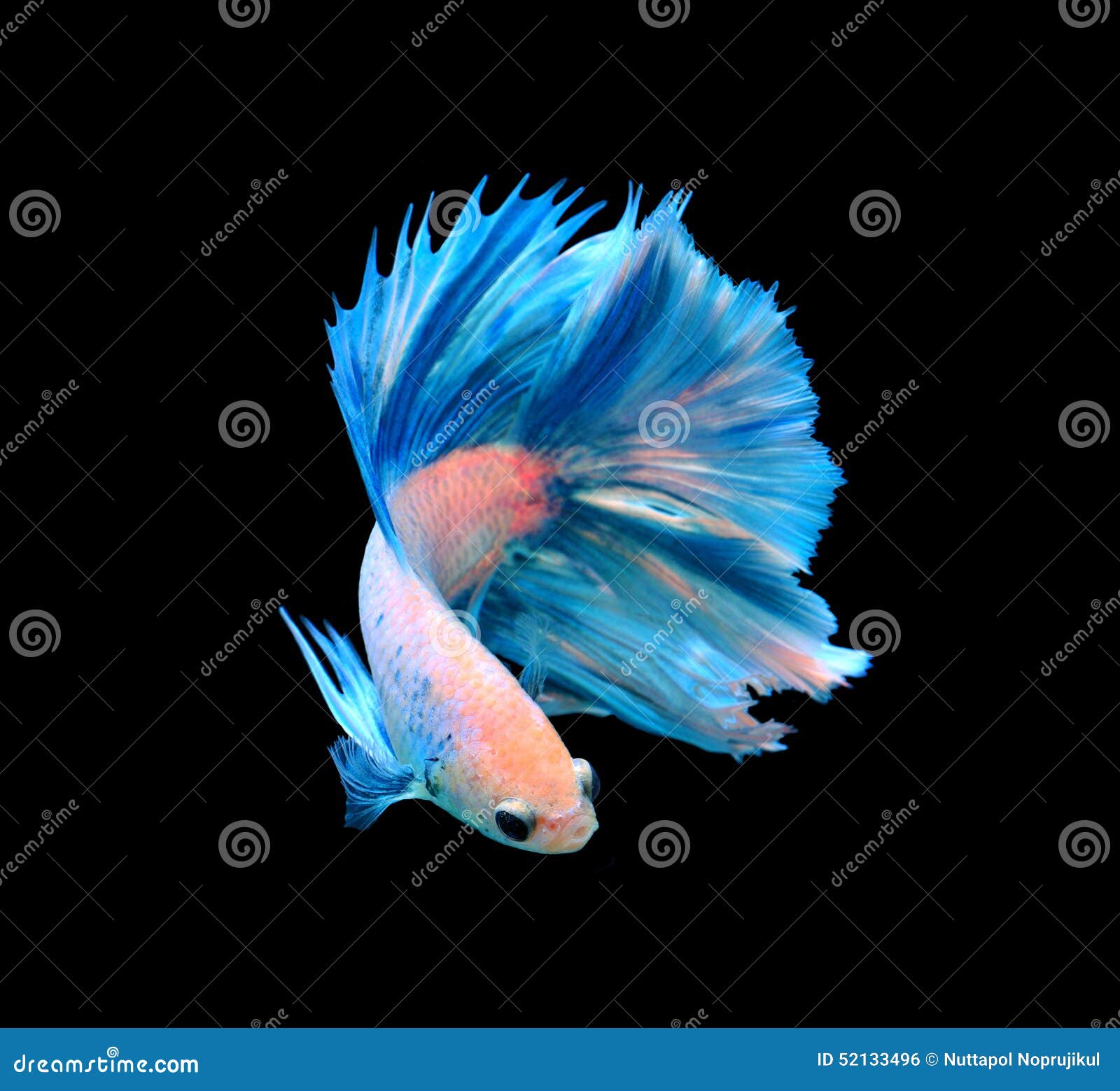 white and blue siamese fighting fish, betta fish  on bla