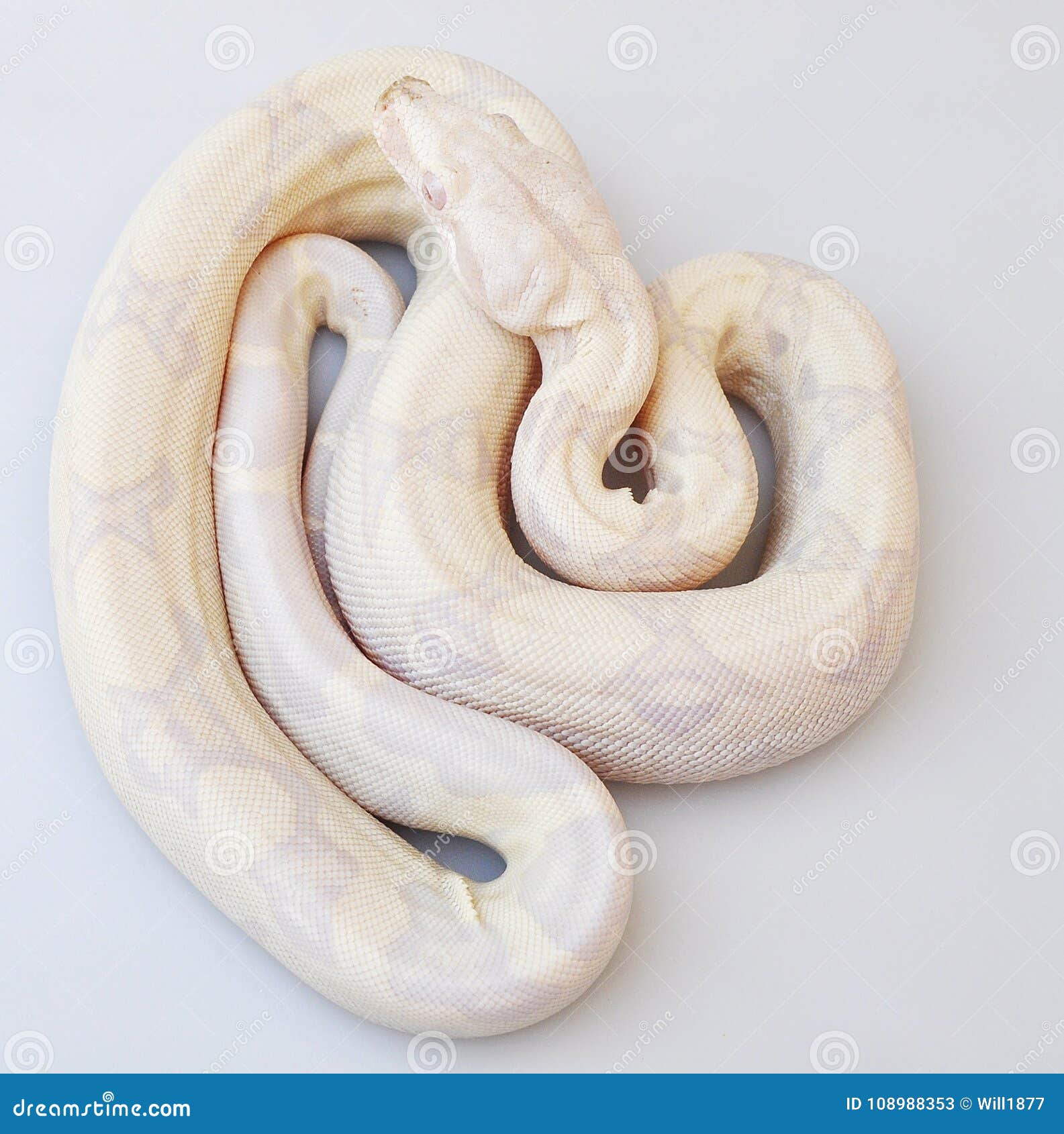 White Boa Constrictor stock image. Image of nature, albino - 108988353