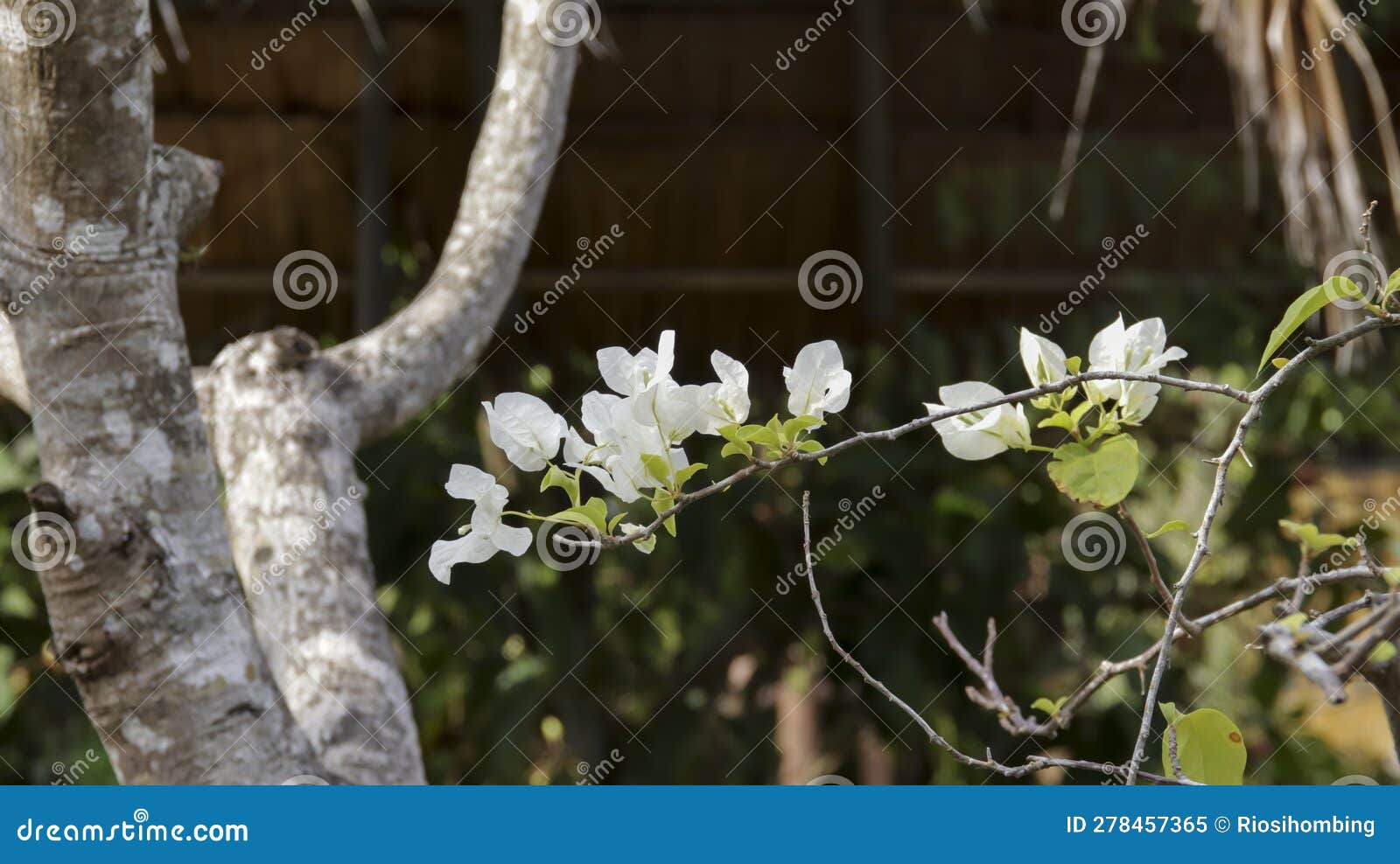 White Bougainvillea Spectabilis is a Vibrant and Colorful Flowers ...