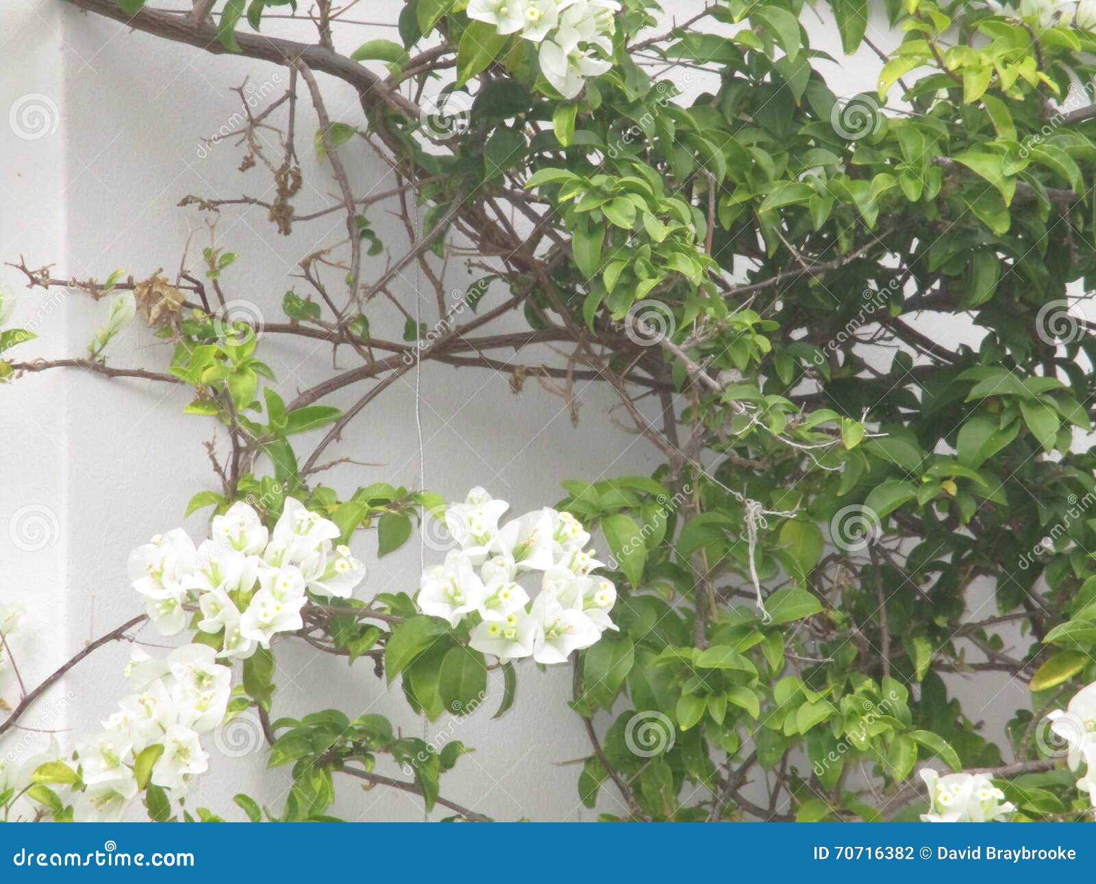 White Bougainvillea Creeper Vine Plant Stock Photo Image of foliage, white 70716382