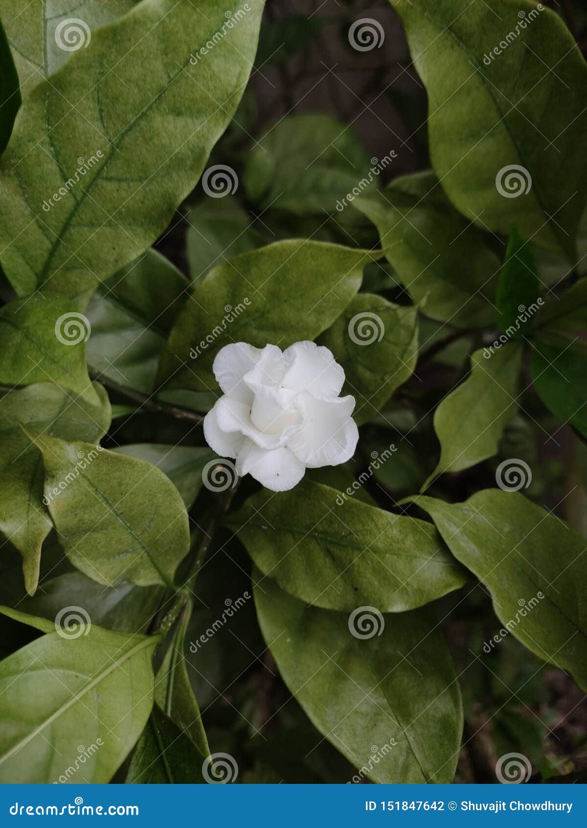 White Bouquet Flower on the Green Tree Stock Photo Image of flower, green 151847642