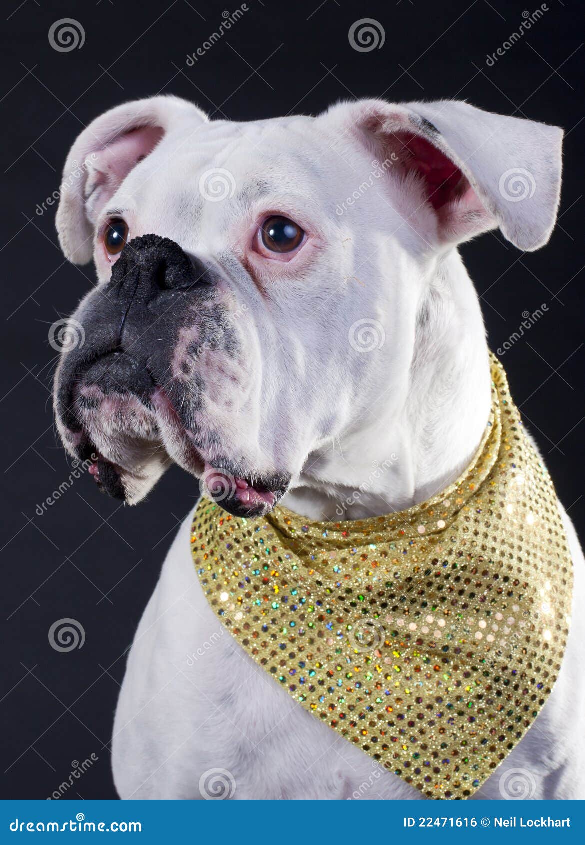 White Boxer Stock Photo - Download Image Now - Boxer - Dog, Dog, Animal -  iStock