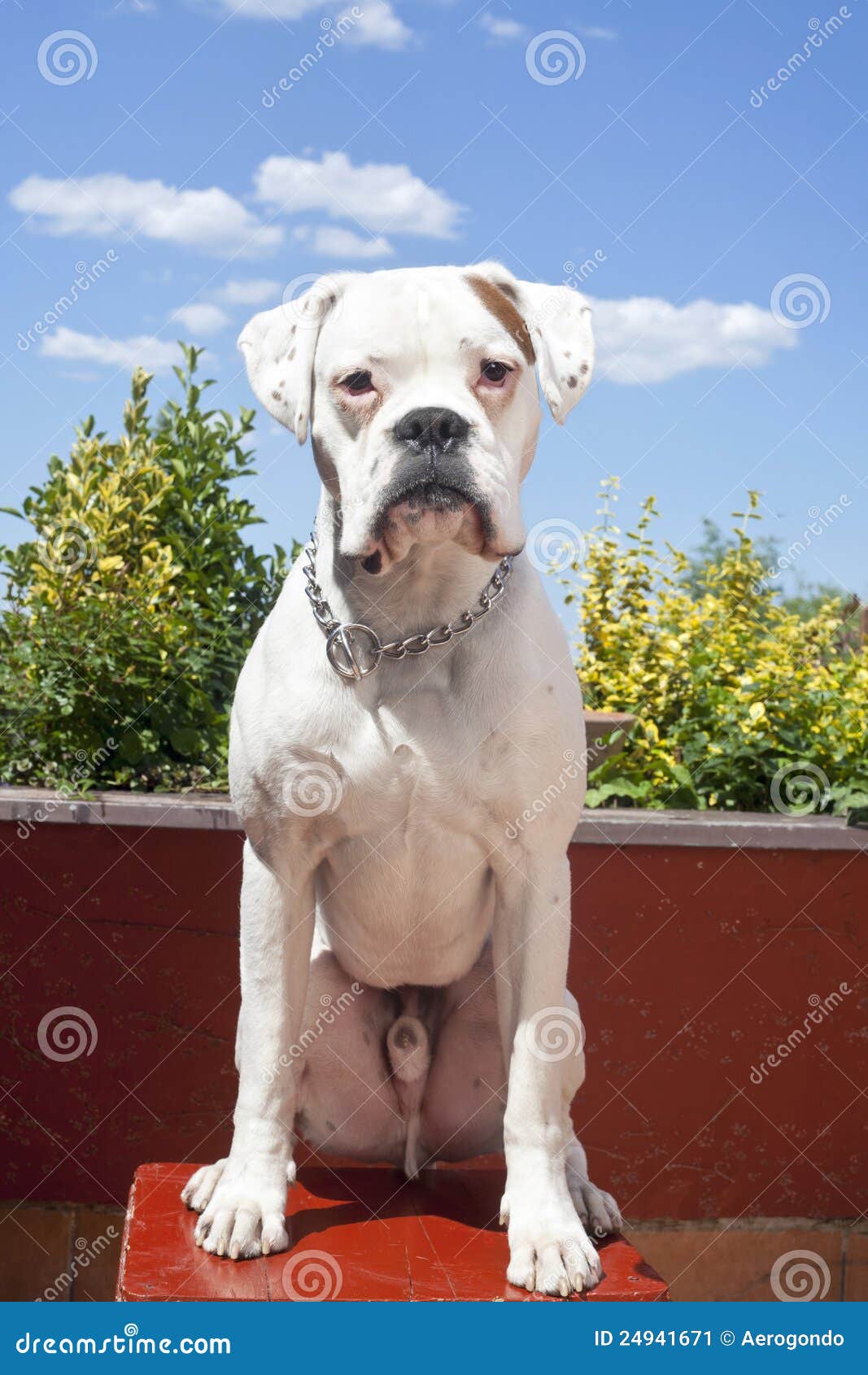 4,100+ White Boxer Dog Stock Photos, Pictures & Royalty-Free Images - iStock