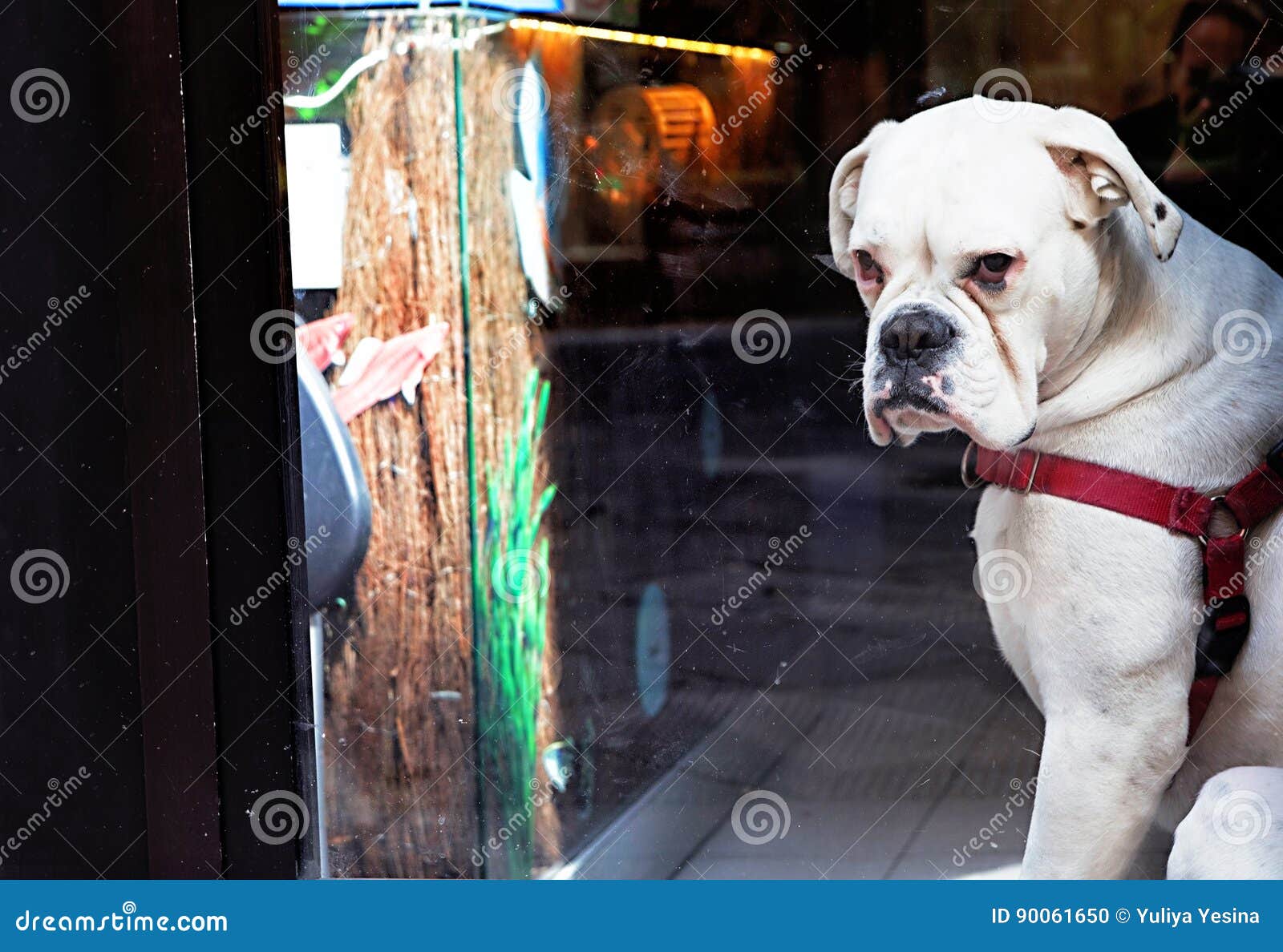 A White Boxer Dog Looking At The Window Stock Photo Image of animal, portrait 90061650