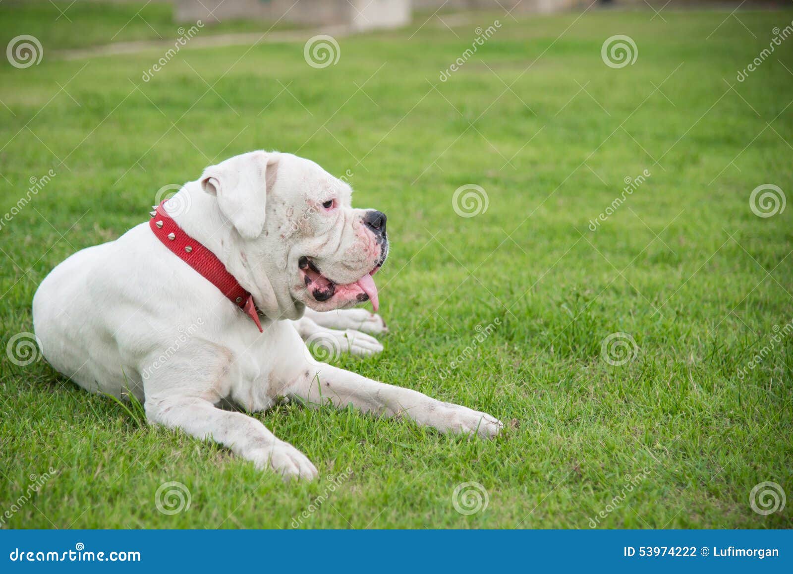 White boxer dog lying stock photo. Image of grass, happy 53974222