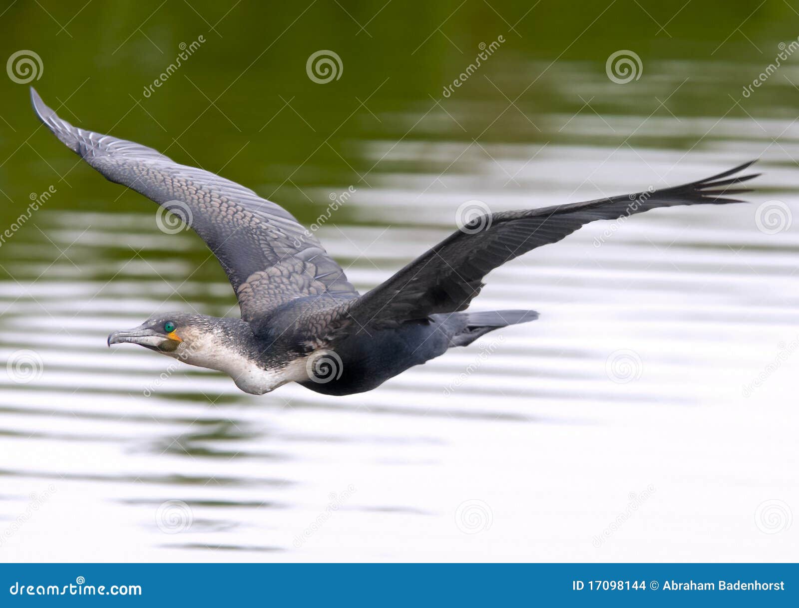 Whitebreasted cormorant stock photo. Image of africa 17098144