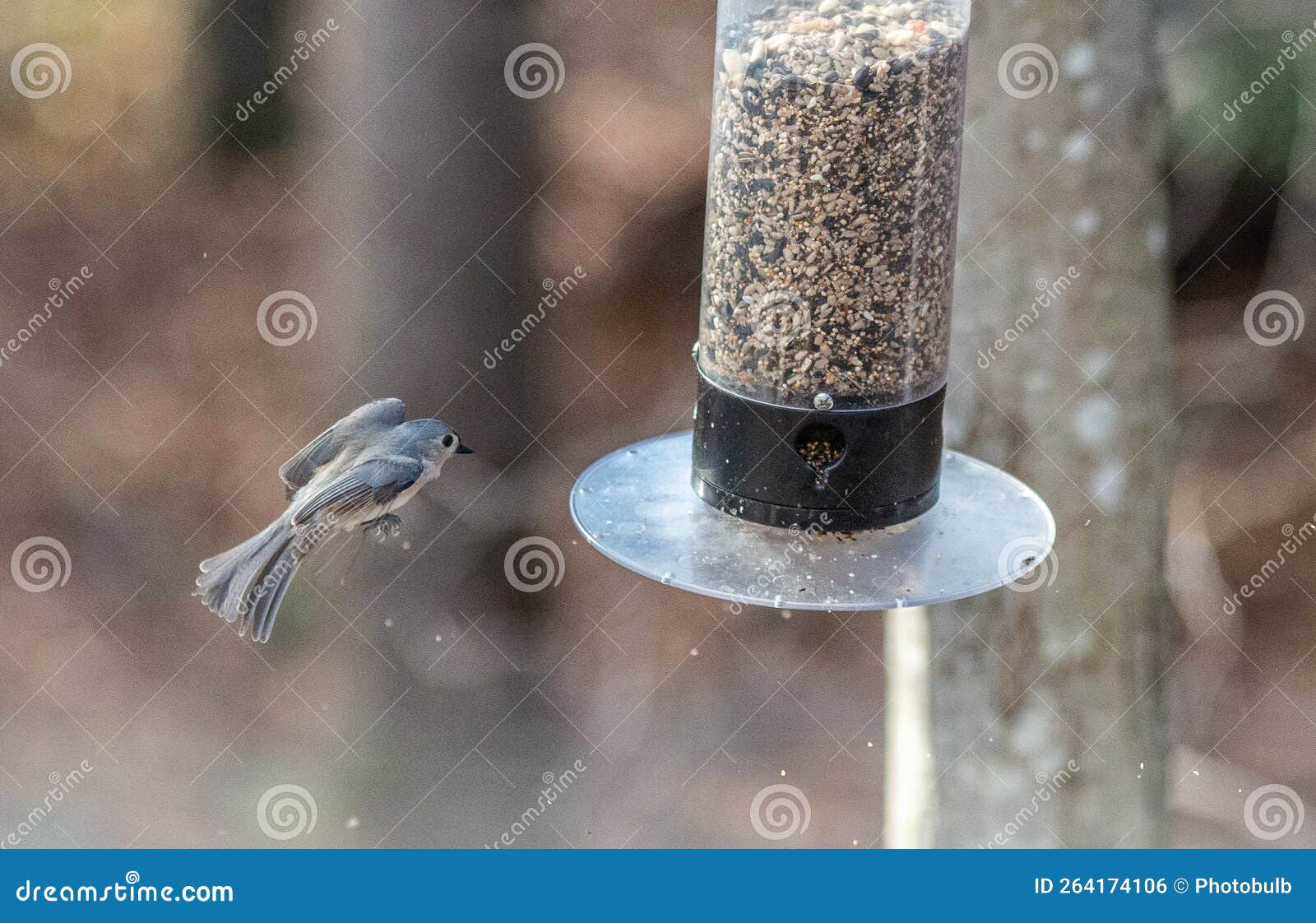 white-breasted nuthatch in midflight about to land on a feeder