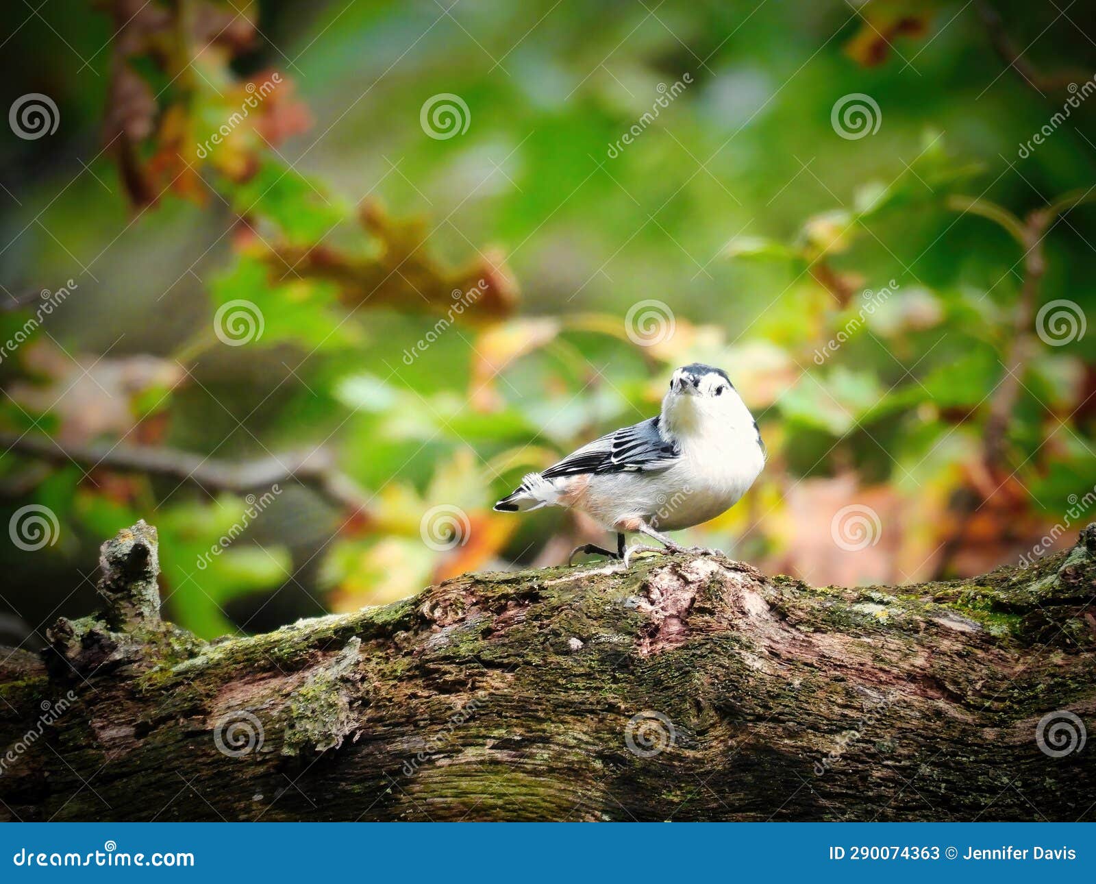 white breasted nuthatcher bird walks along a moss-covered tree branch